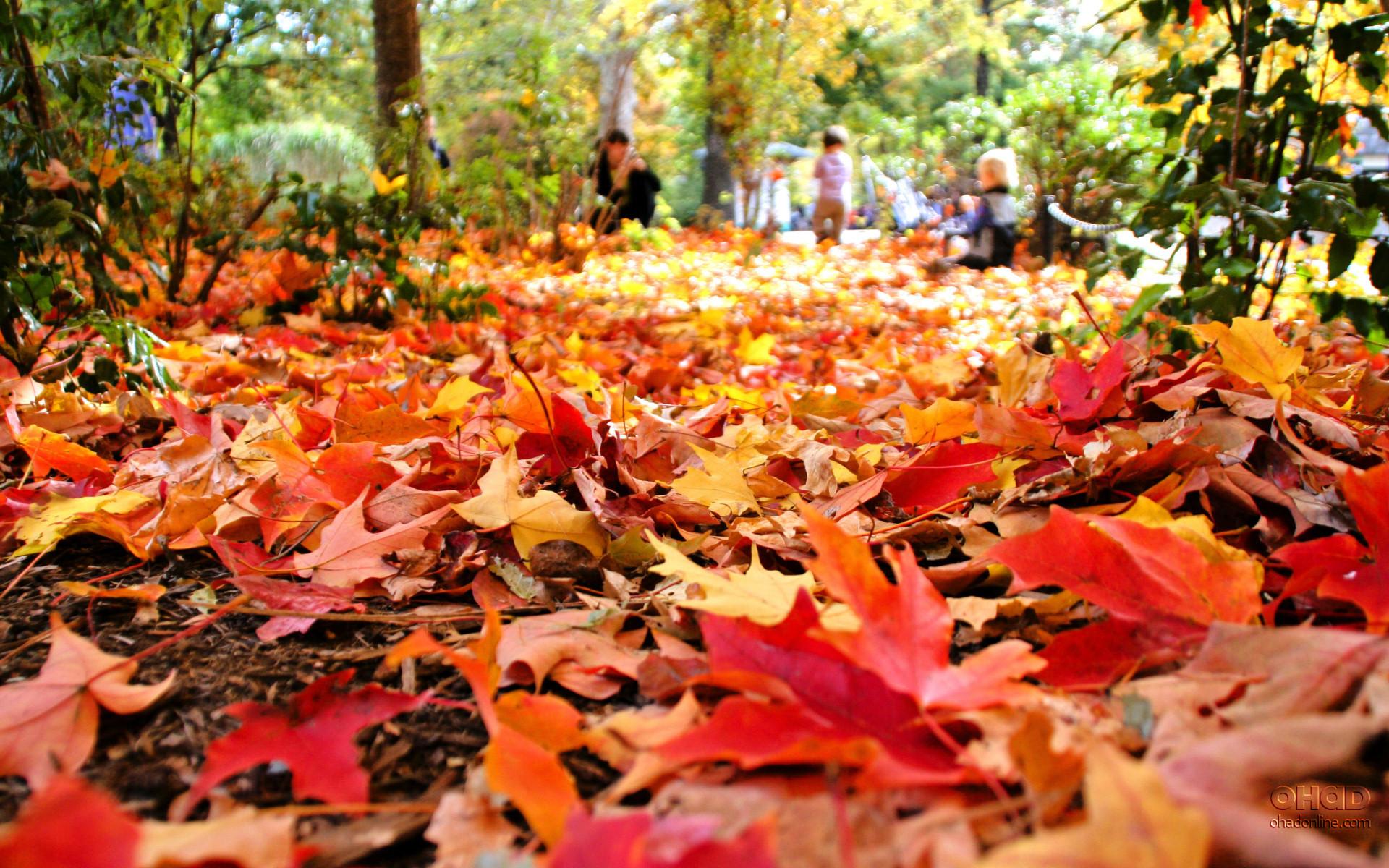 1920x1200 Beautiful Fall Scenery