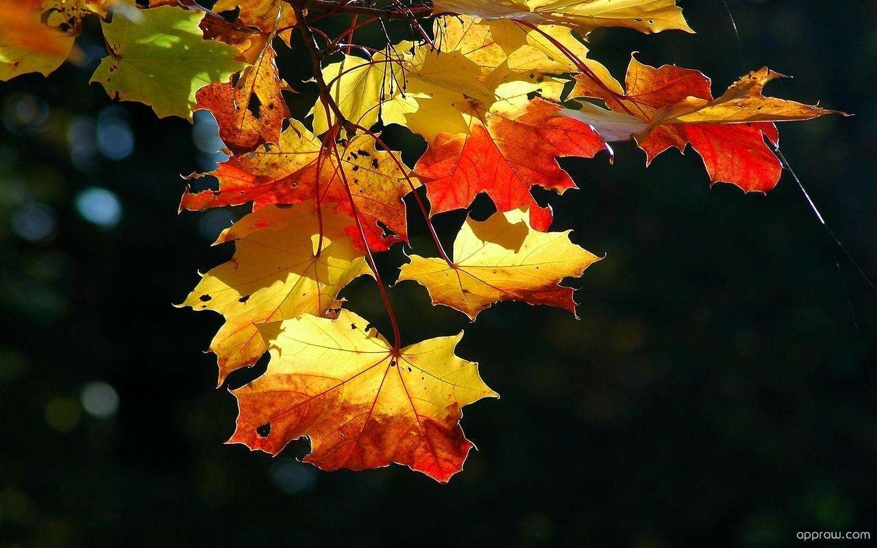 1280x800 Canadian Autumn Leaves Wallpaper download HD Wallpaper