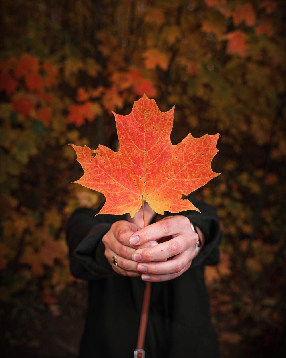 1000x1250 Canada Leaf Picture. Download Free Image