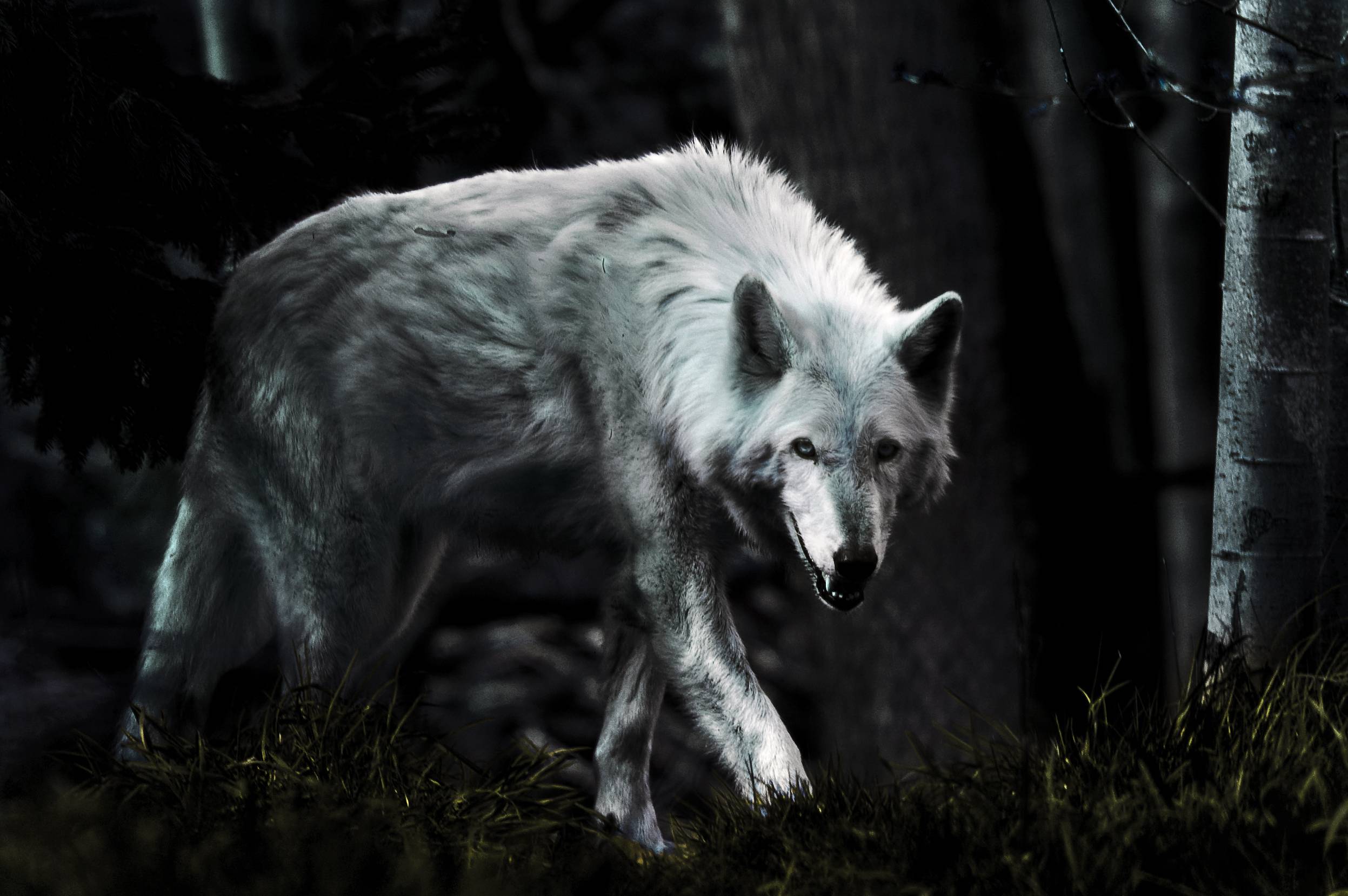 2494x1658 Dark Wolf Wallpaper