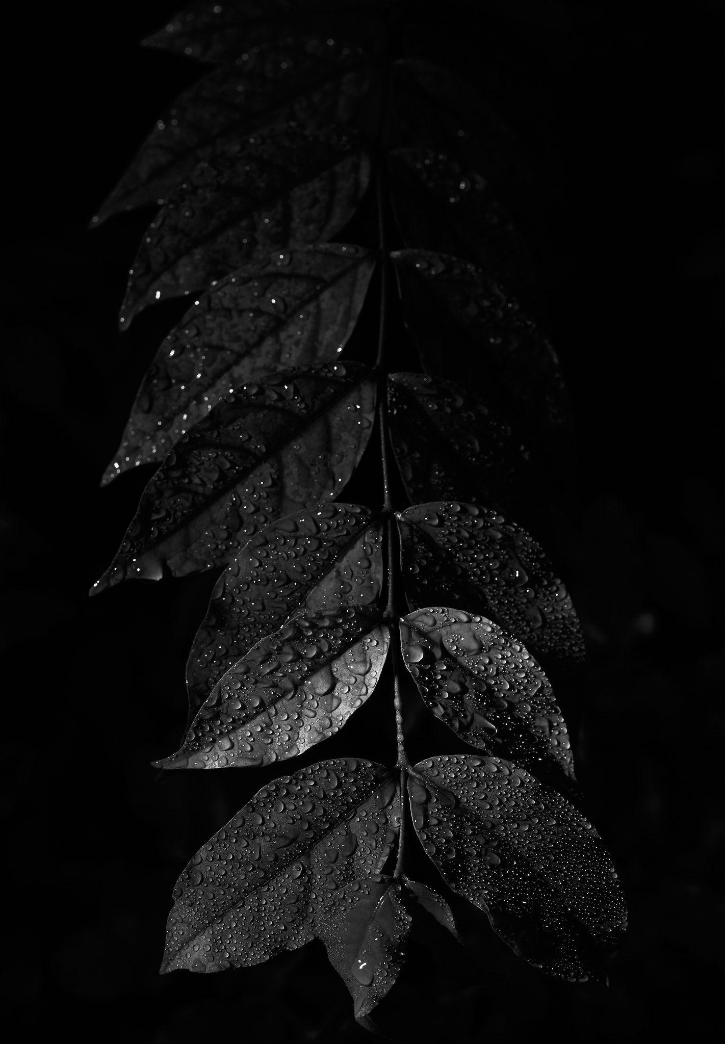 1422x2048 Leaf Aesthetics Wallpaper