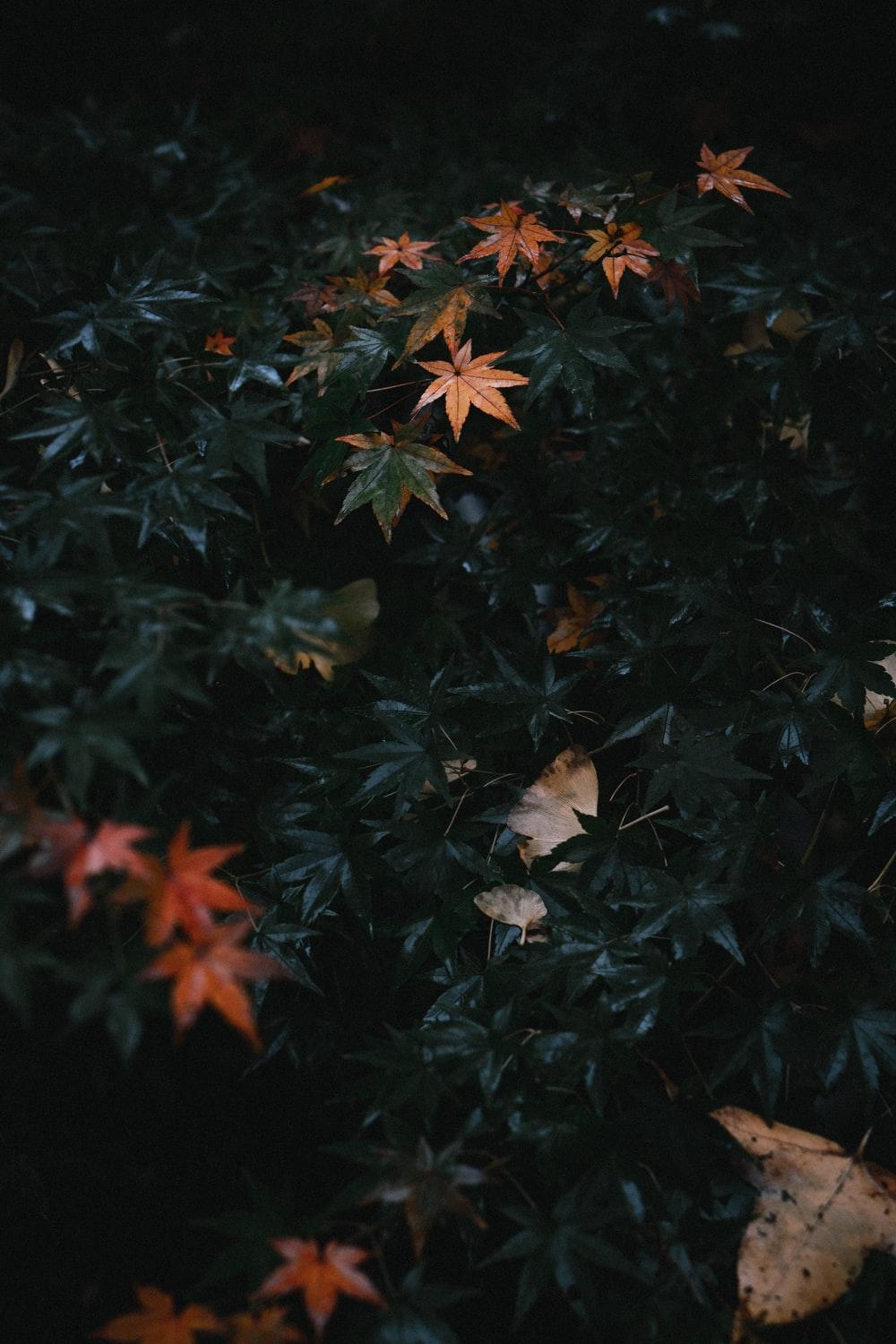 1000x1500 Dark Leaf Picture. Download Free Image
