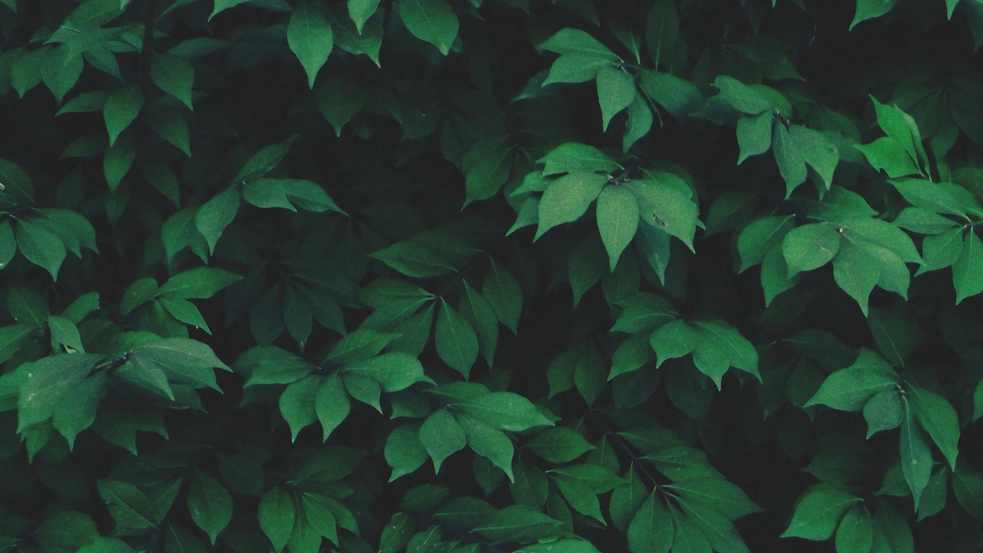 1920x1080 Aesthetic Wallpaper Desktop Green