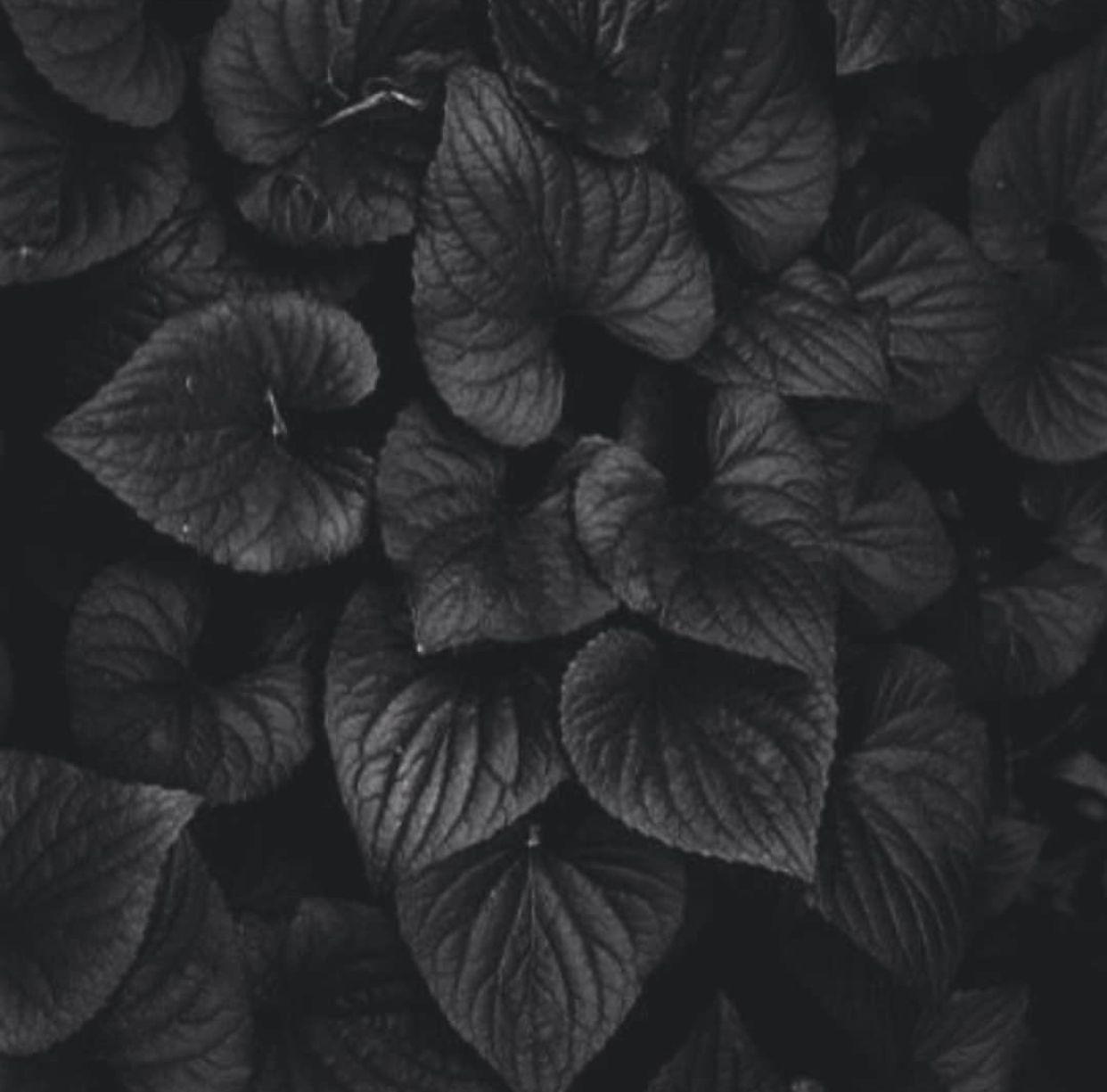 1242x1225 Black White And Gold iPhone Wallpaper