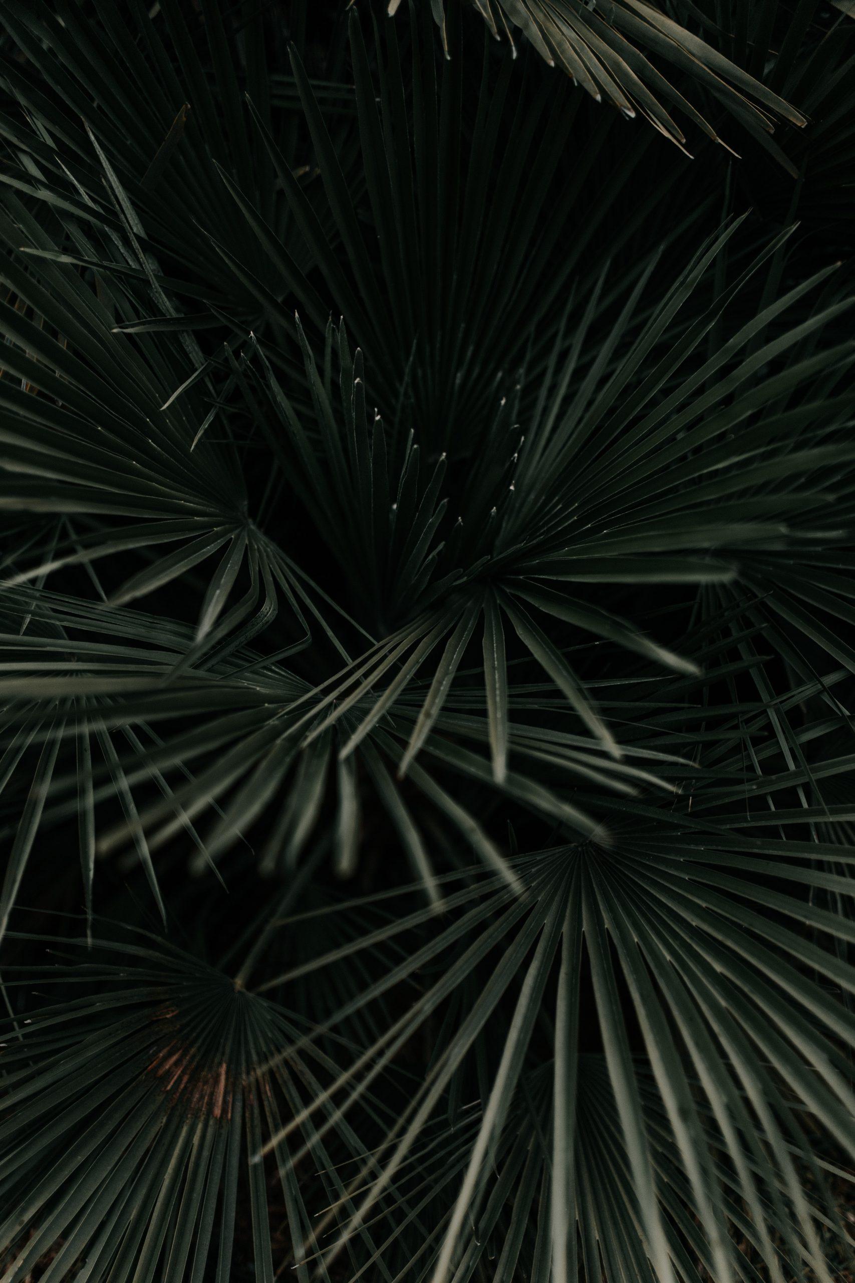 1707x2560 Aesthetic Dark Wallpaper for iPhone That Set the Mood