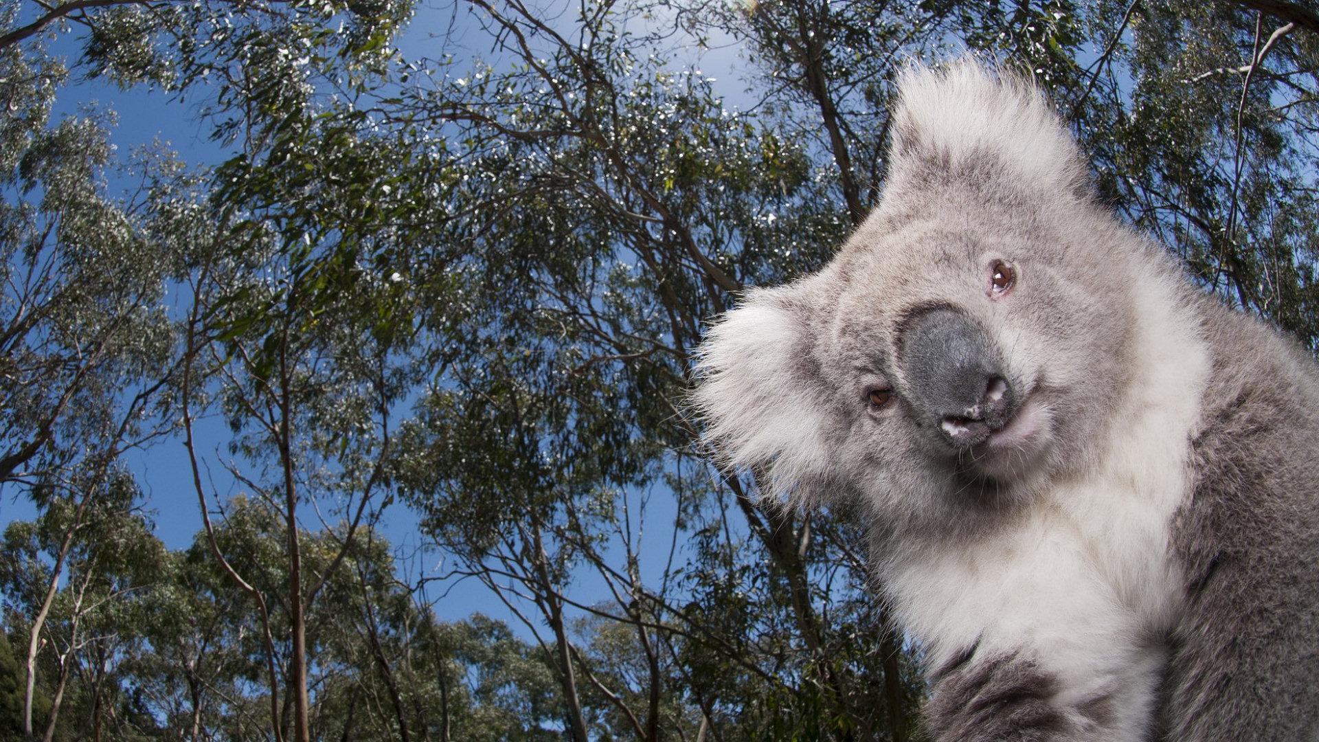 1920x1080 Koala Wallpaper