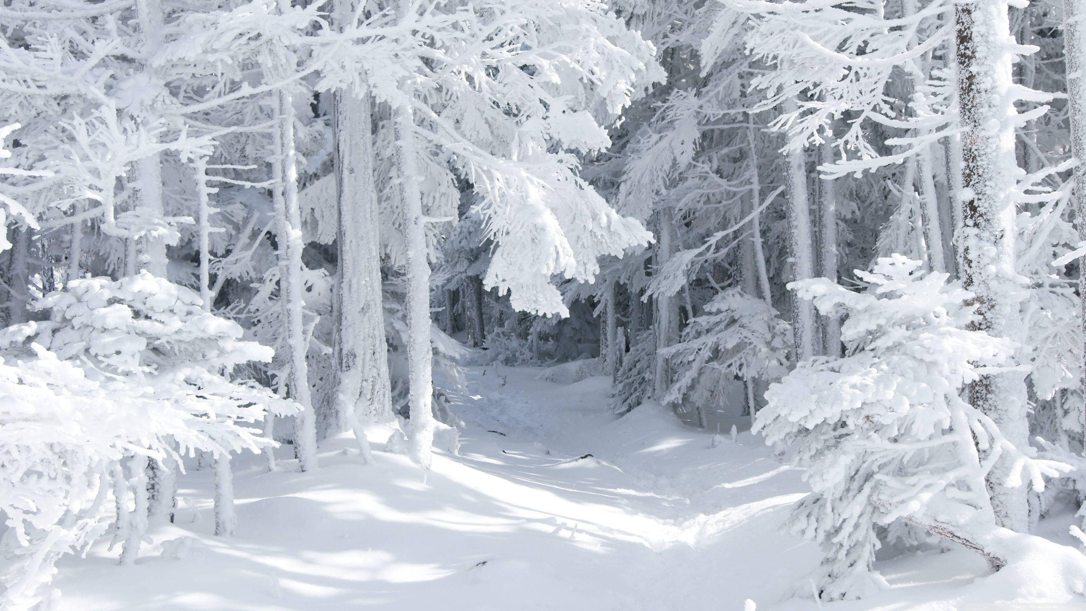 3554x1999 Winter Snowstorm Wallpaper