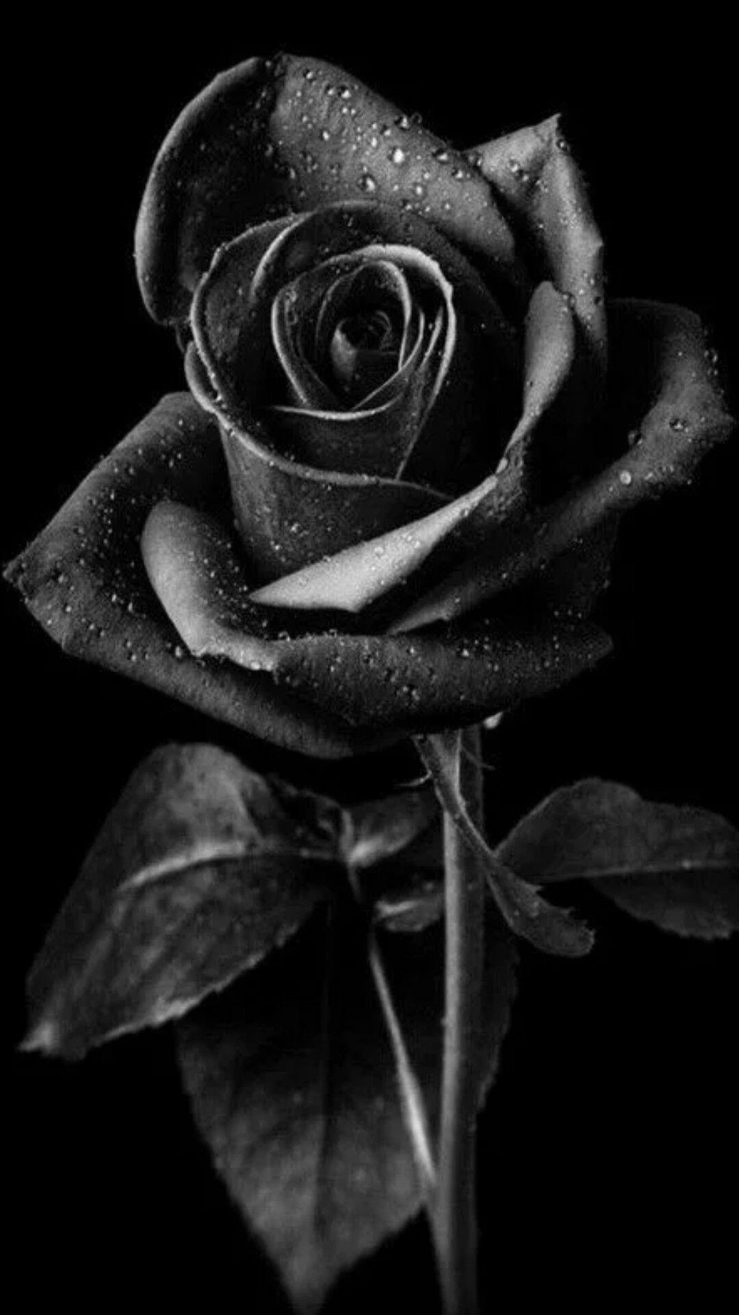 1080x1920 Black and White Rose Wallpaper