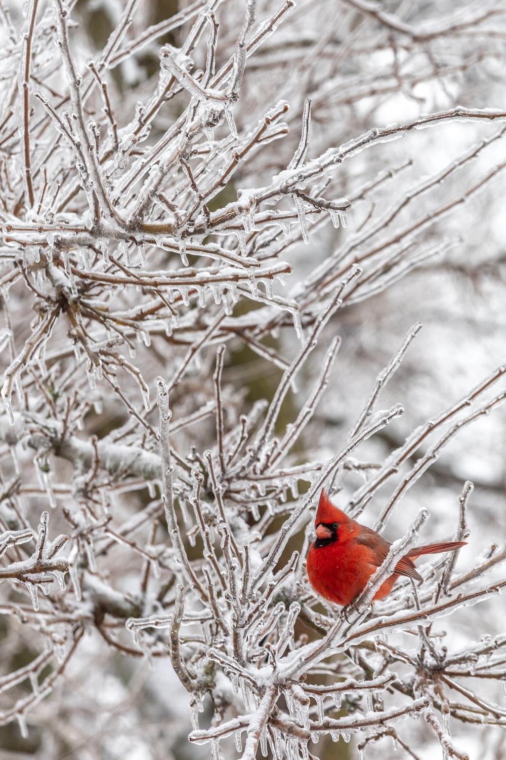 1000x1500 Ice Storm Picture. Download Free Image