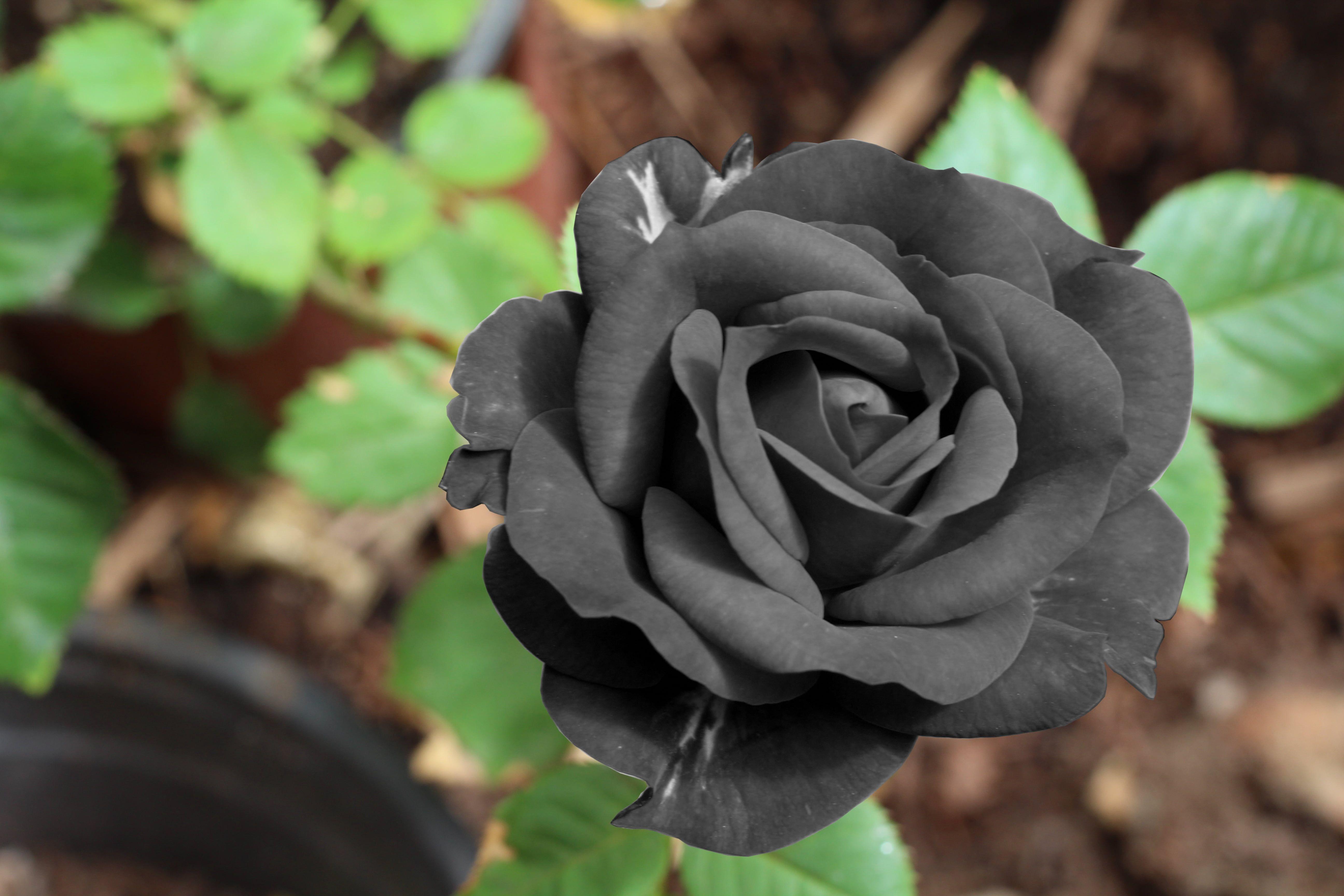 5184x3456 Black Rose HD Wallpaper
