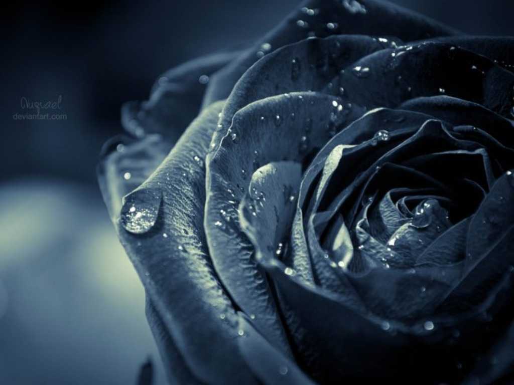 1024x768 Top blue and black rose wallpaper HD Download Book Source for free download HD, 4K & high quality wallpaper