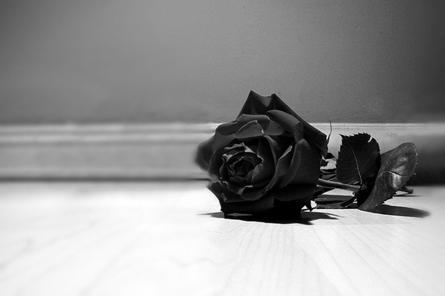 1440x959 Black Rose iphone Wallpaper Wallpaper Download Resolution 4K Wallpaper