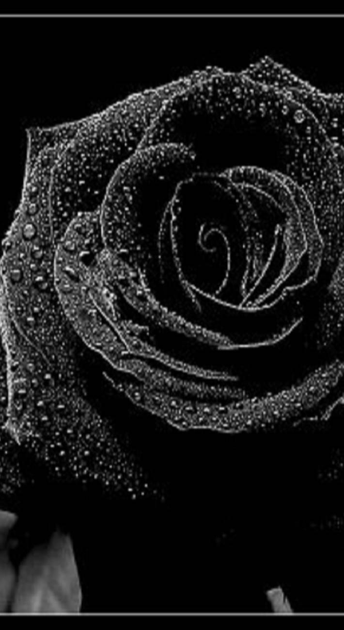 710x1300 Black Rose Wallpaper Background HD Image 4k