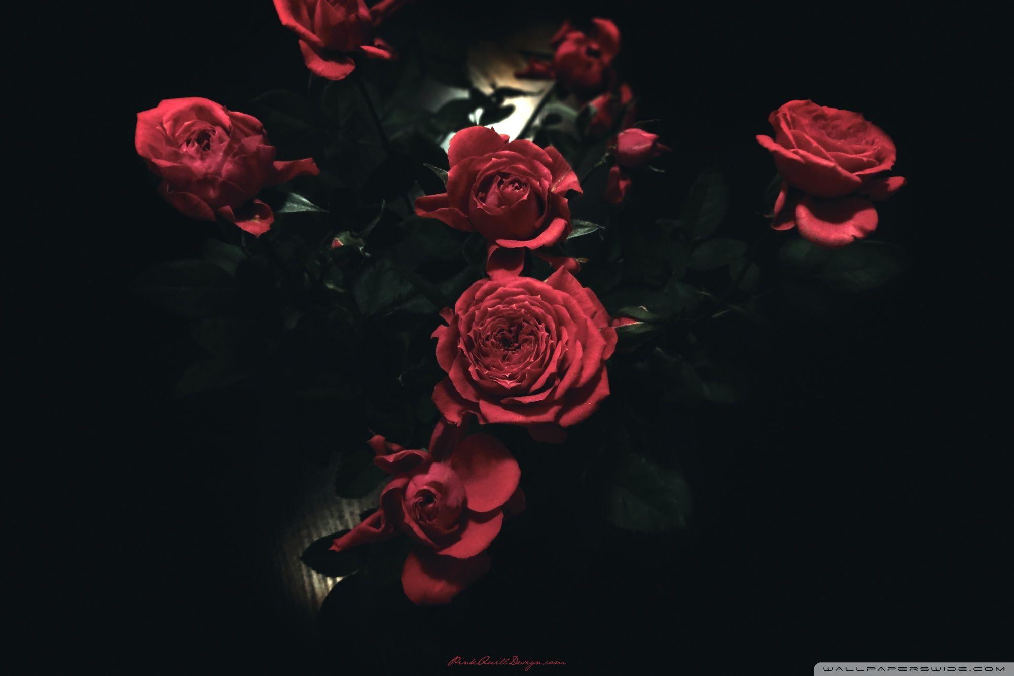 2000x1333 Black Roses iPhone Wallpaper