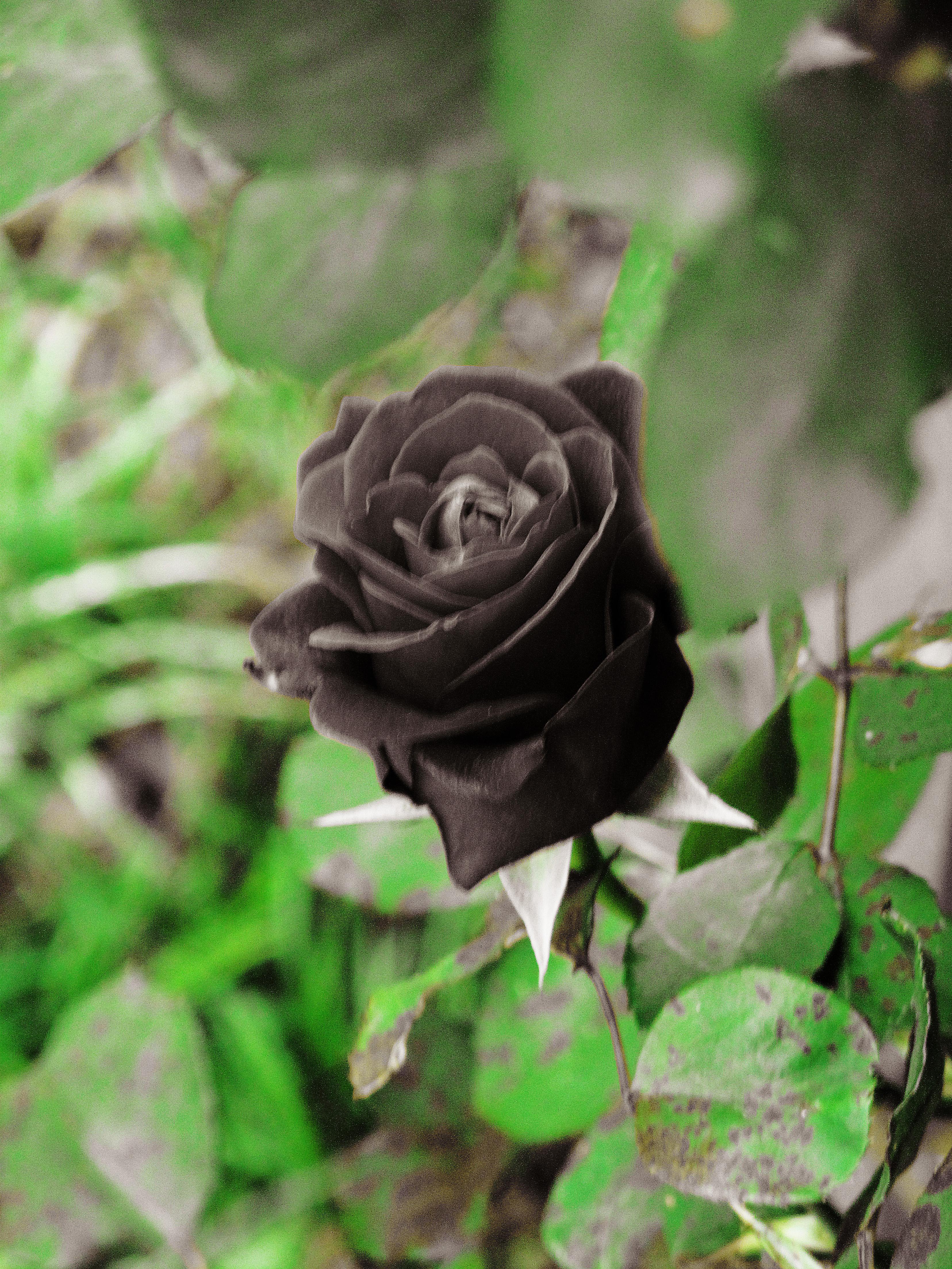3312x4416 4k Black Rose 9f0ed289096bc913f Real Black Roses HD Wallpaper