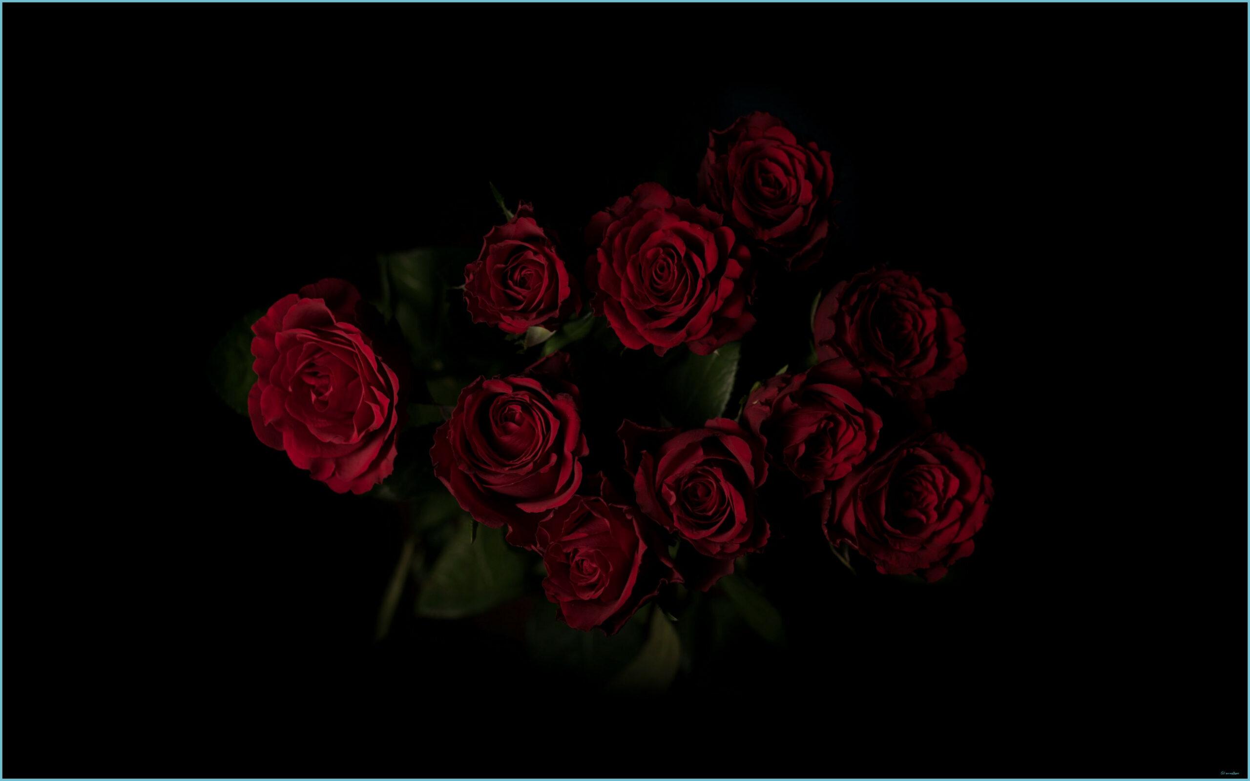 Black Roses 4K Wallpapers - Top Free Black Roses 4K Backgrounds