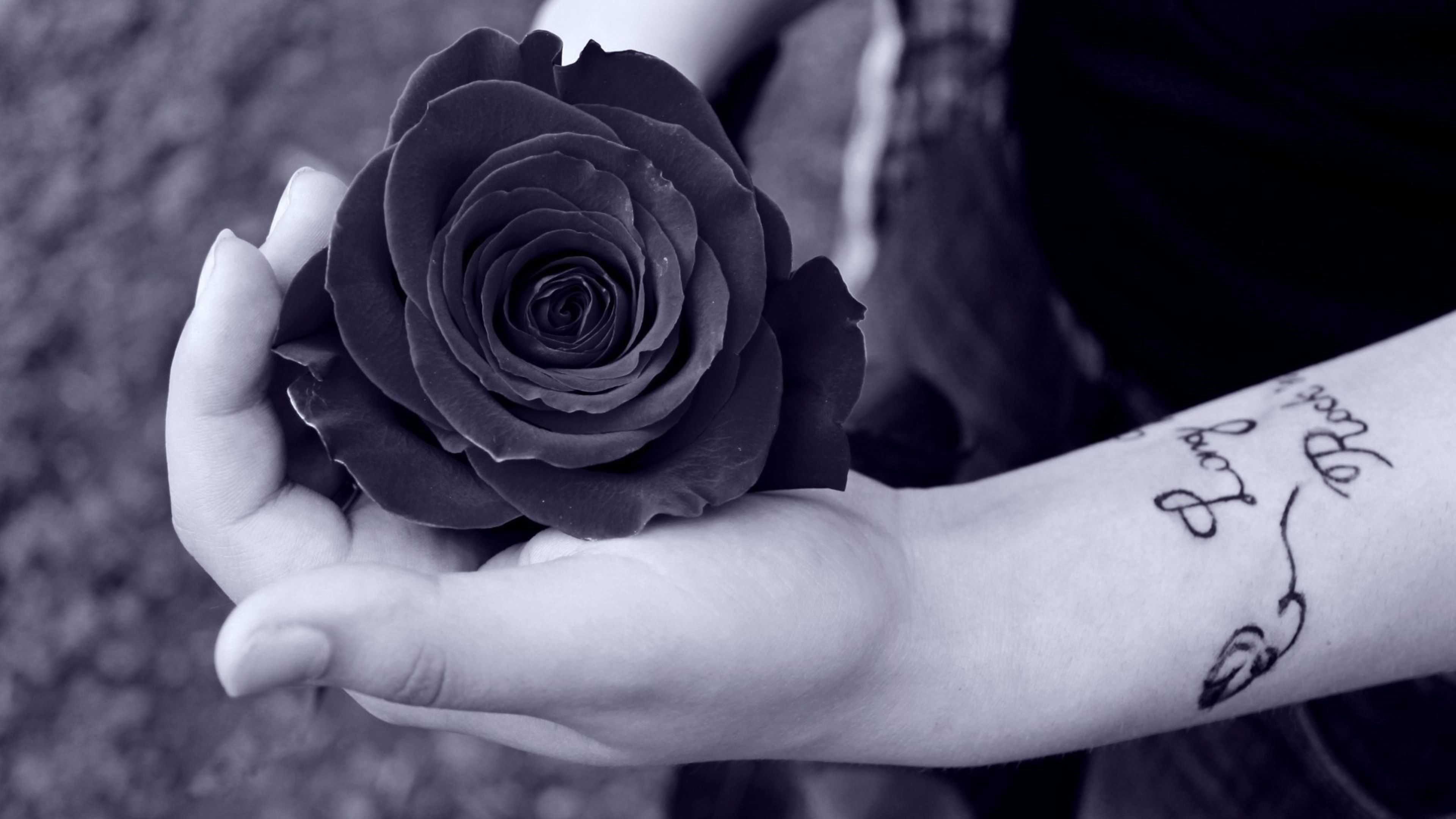 3840x2160 HD Black Rose iphone Wallpaper Pics Wallpapes Resolution 4K Wallpaper
