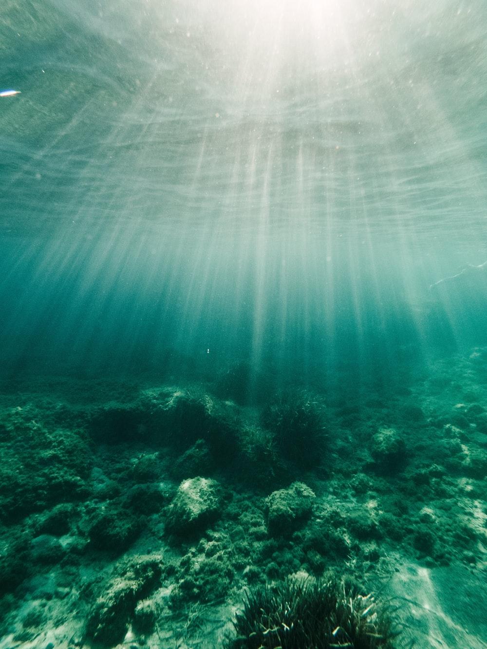 1000x1333 Best Underwater Plants Picture [HD]. Download Free Image