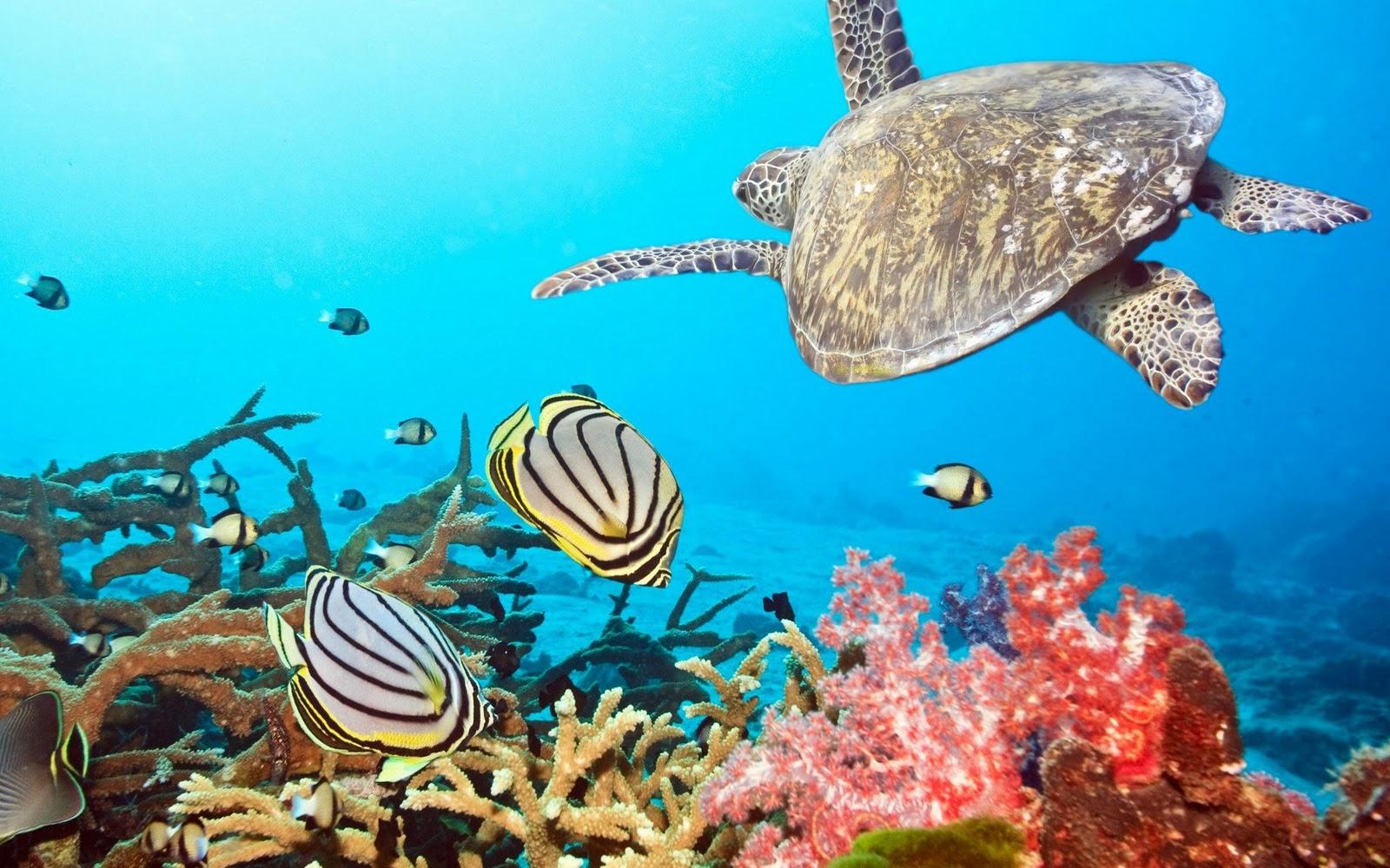 1600x1000 Free download ocean plants ocean fish underwater wallpaper ocean screensaver [1600x1000] for your Desktop, Mobile & Tablet. Explore Ocean Wallpaper. Ocean Wallpaper, Ocean Wallpaper and