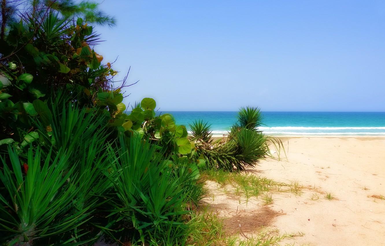 1332x850 Wallpaper sea, Beach, sand, plants image for desktop, section природа