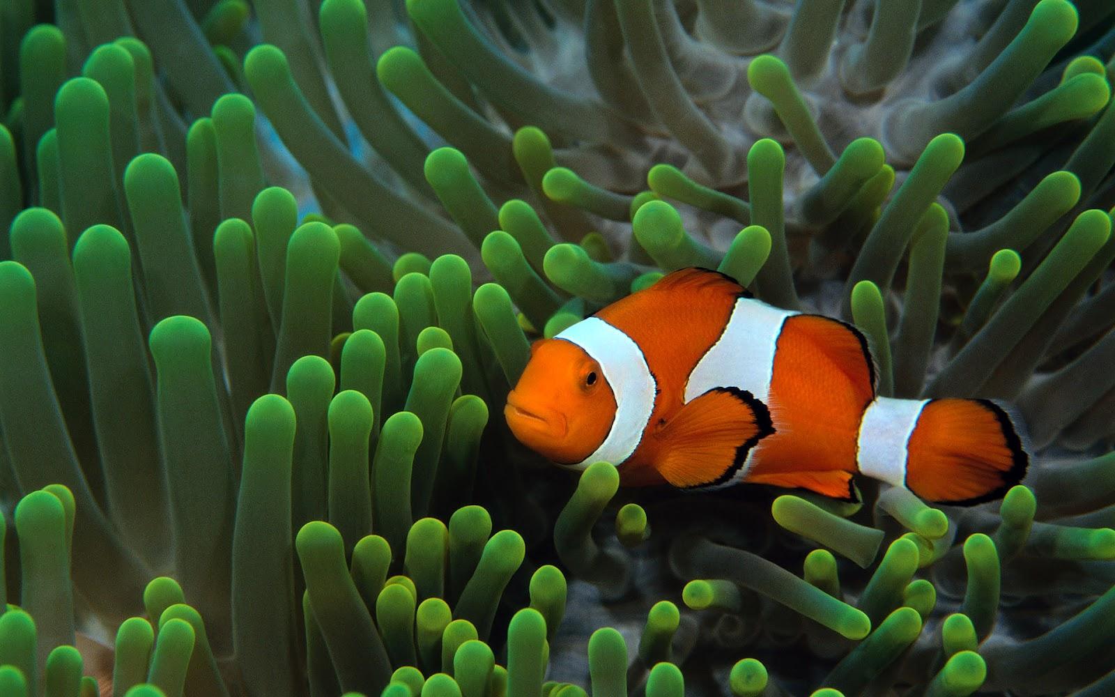 1600x1000 Fish Picture Ocean Wallpaper Chapter 1