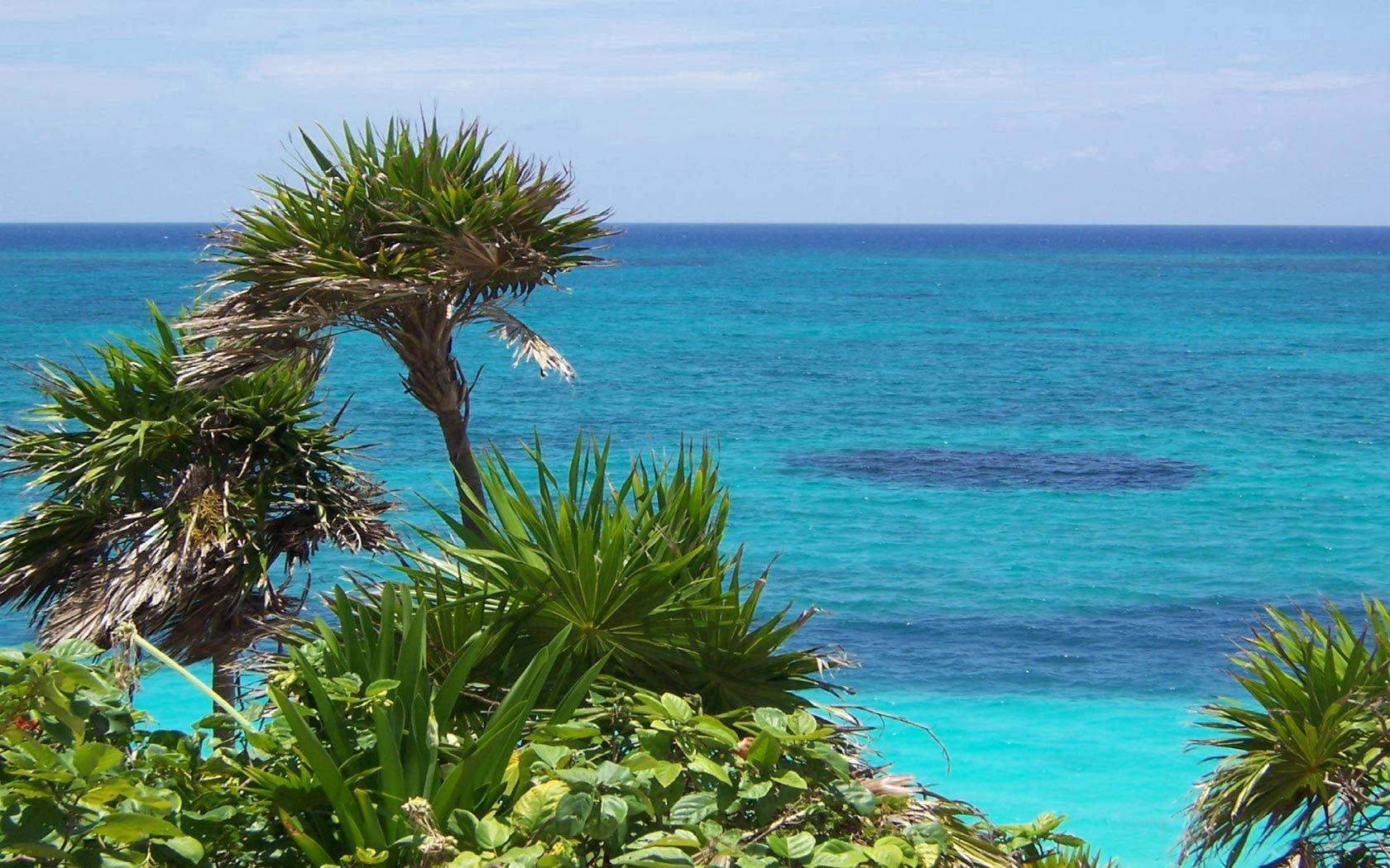 1680x1050 Download wallpaper 1680x1050 plants, tropics, coast, gulf, ocean HD background