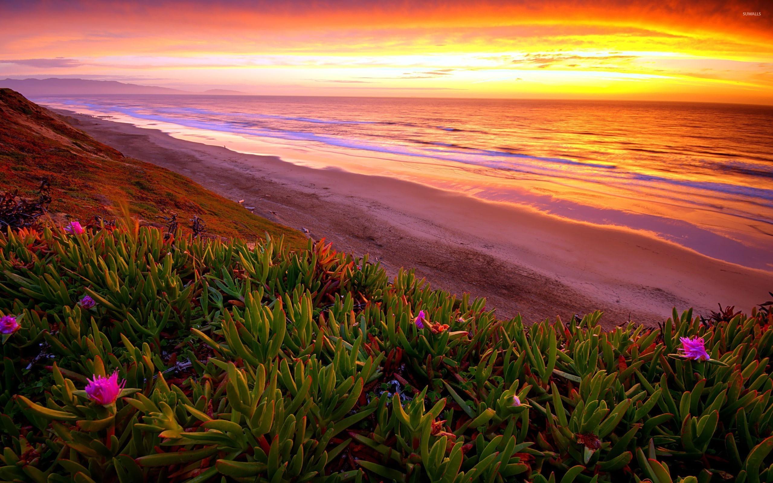 2560x1600 Ice plants on the beach wallpaper wallpaper