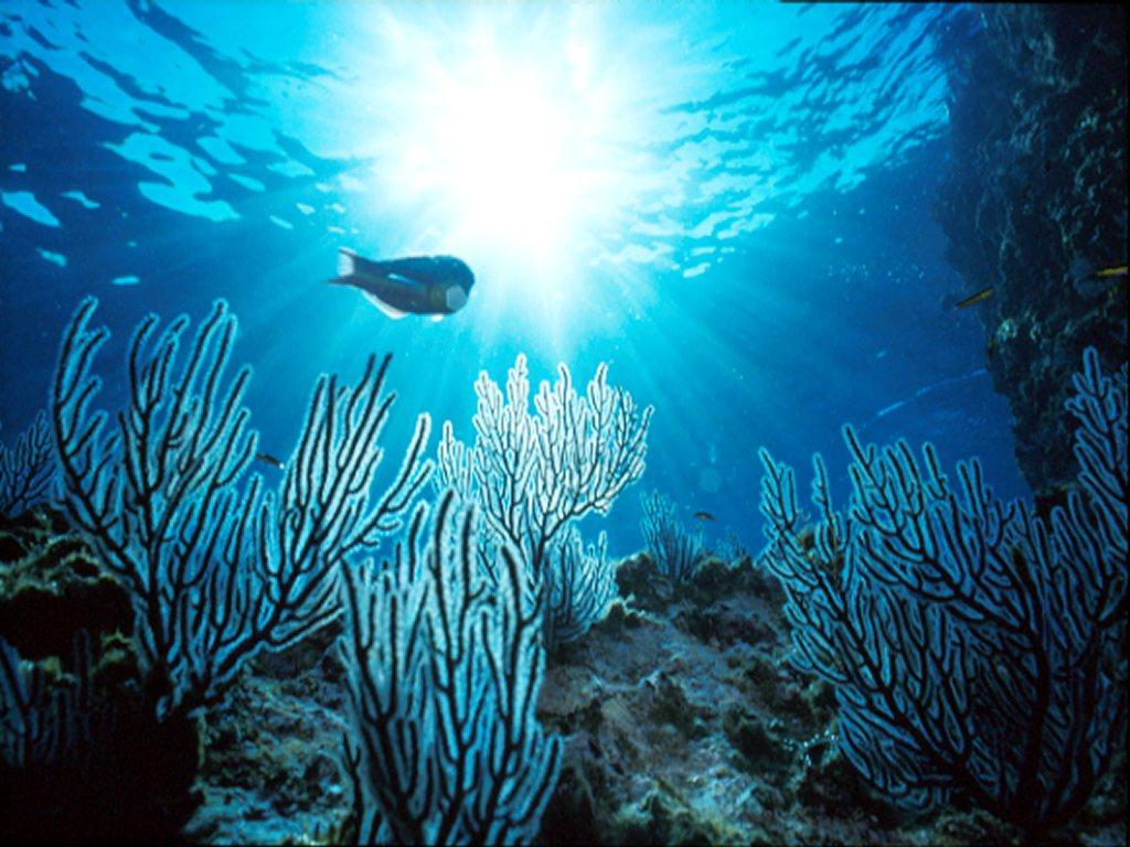 1024x768 Free Underwater Wallpaper, gif image and aminations