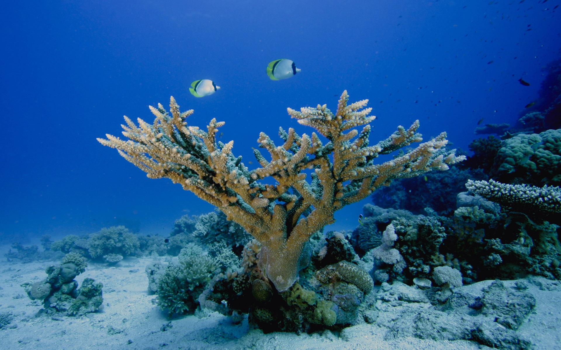 1920x1200 Under The Sea, animals, underwater, world, seabed wallpaper. Under The Sea, animals, underwater, world, seabed st