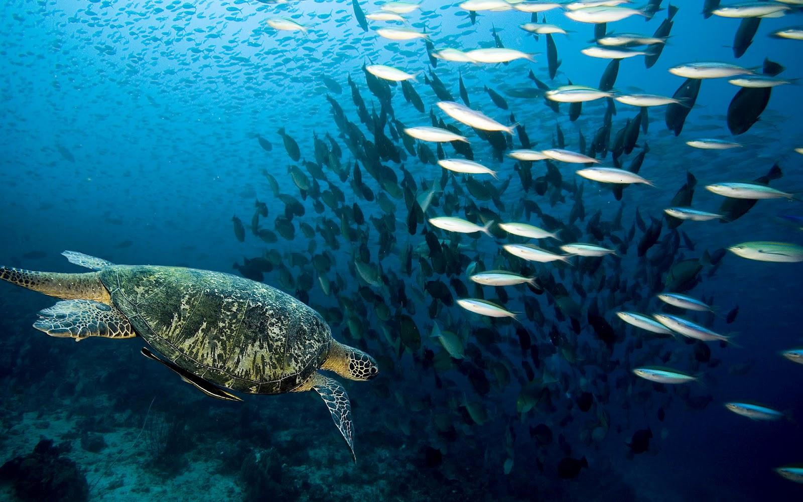 1600x1000 Free download Ocean life wallpaper marine life on the seabed like fish plants [1600x1000] for your Desktop, Mobile & Tablet. Explore Ocean Life Wallpaper. Sea Life Wallpaper, Marine Life