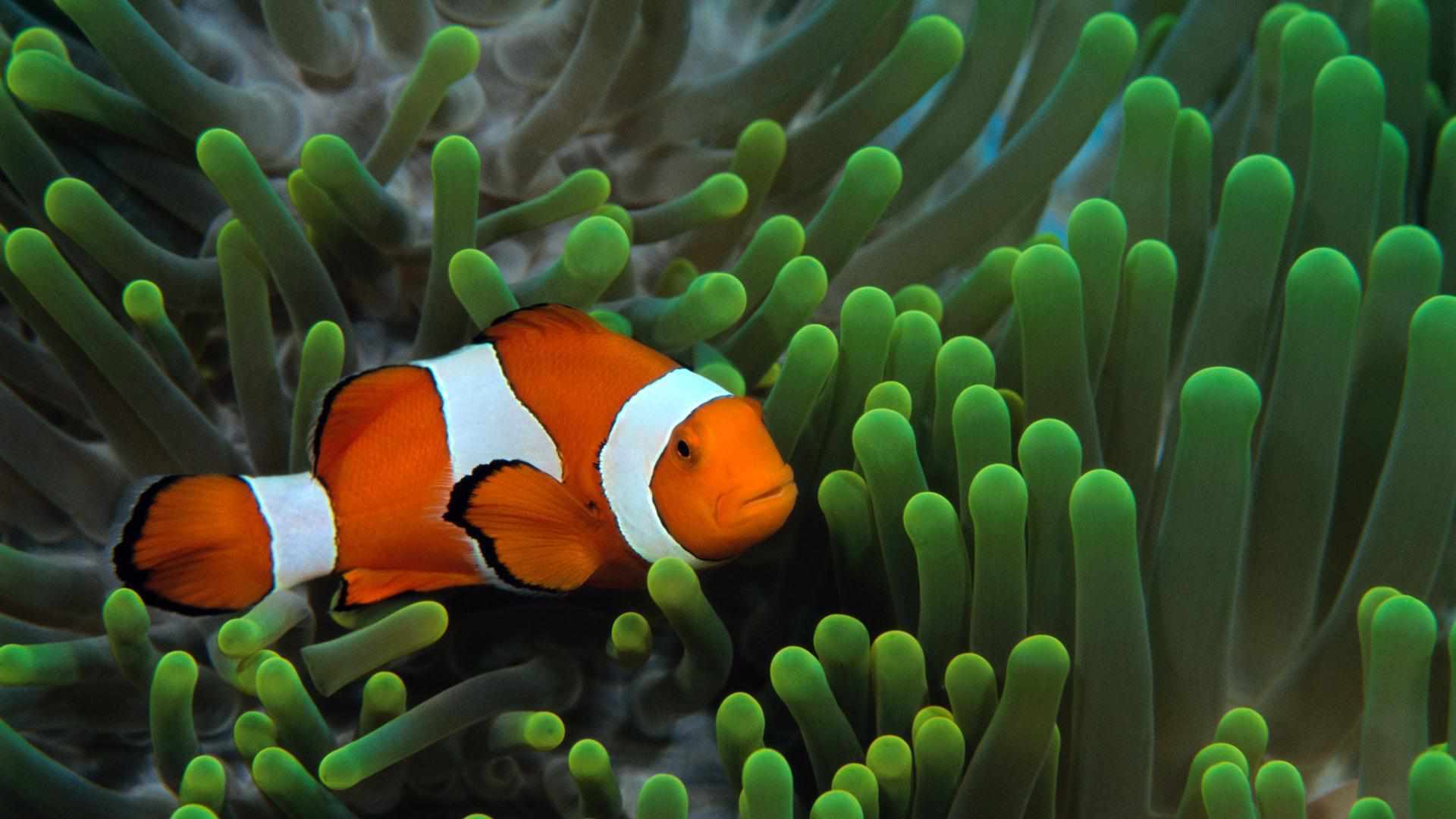1920x1080 Best Free Ocean Wallpaper For Your Desktop or Phone