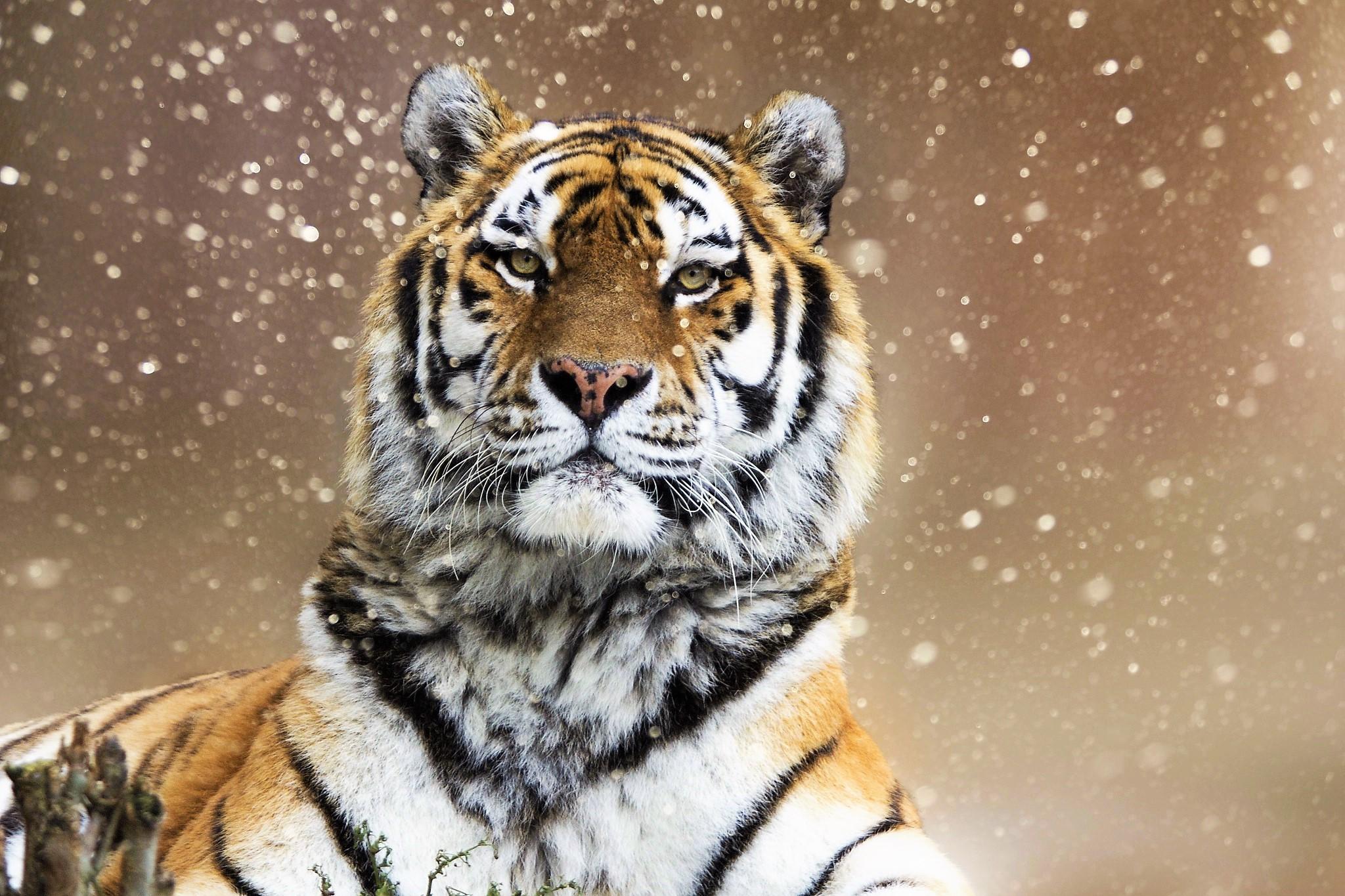 2048x1365 animal, fur, hunt, ice, otter, predator, run, slip, water, winter wallpaper