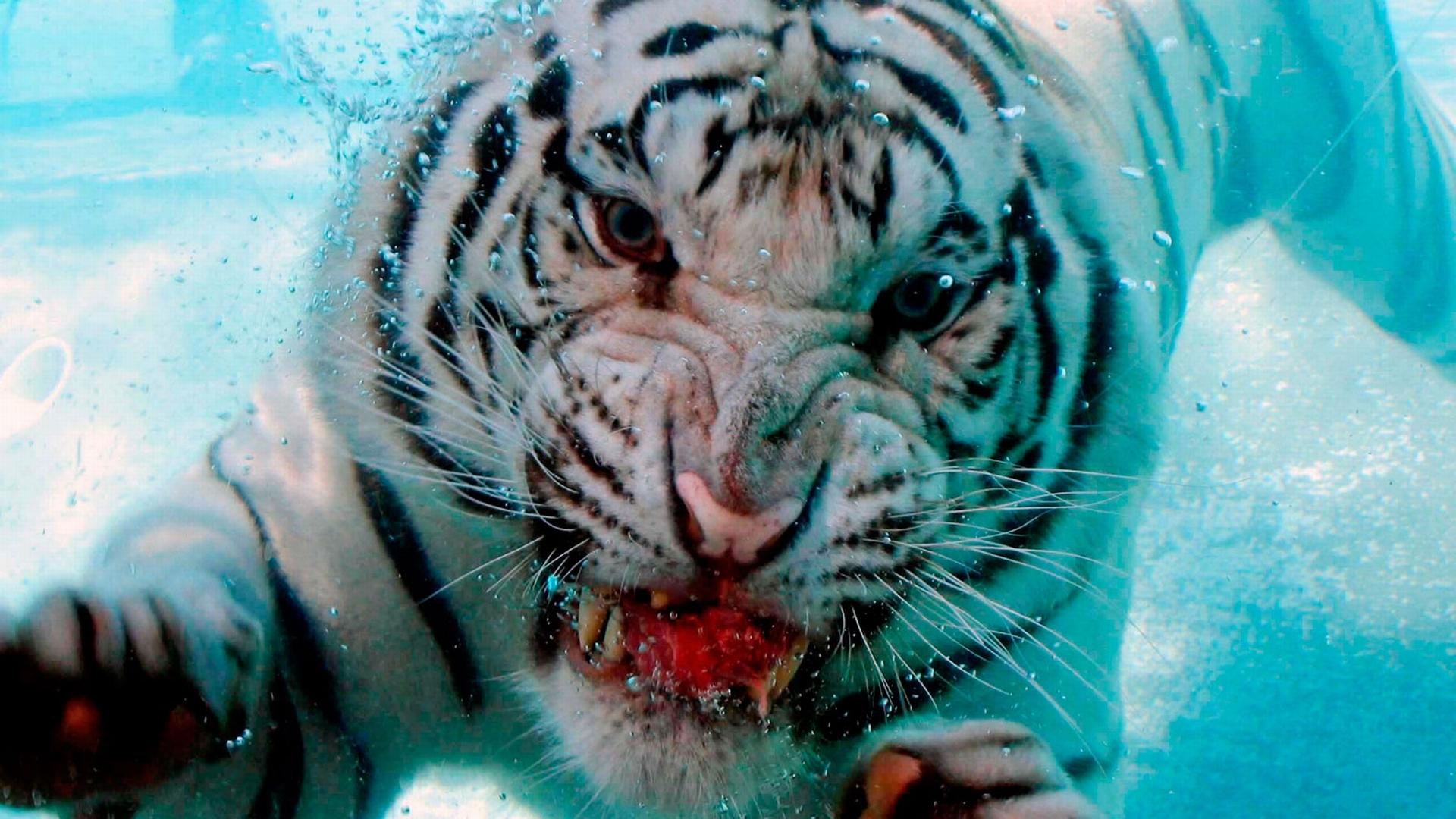 1920x1080 The Furious White Tiger HD Wallpaper