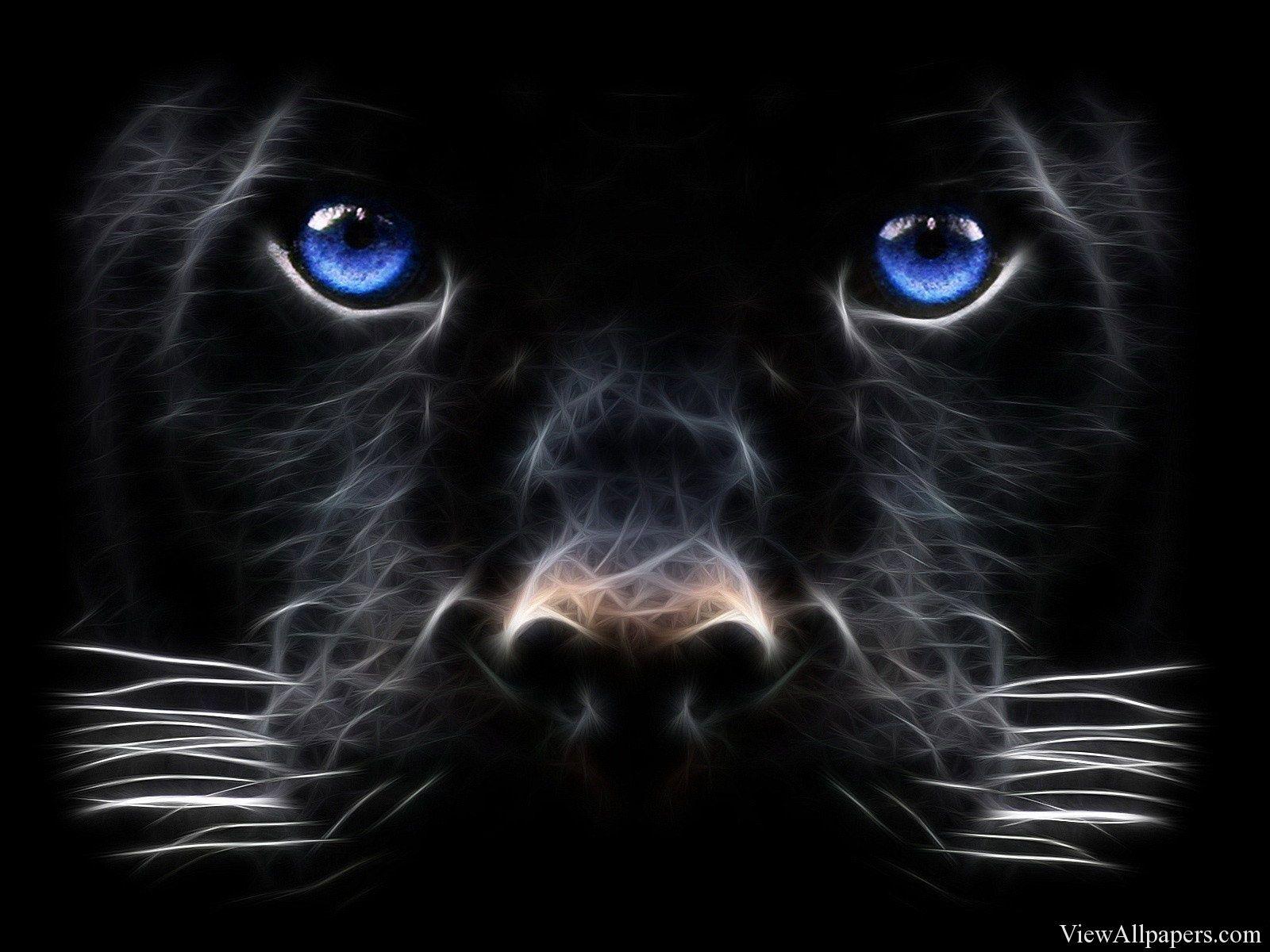 1600x1200 Black Tiger Image HD Download