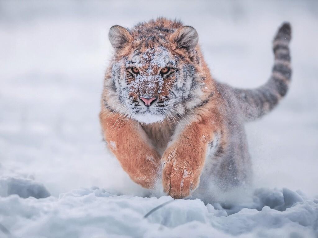 1024x768 Siberian Tiger In Snow 1024x768 Resolution HD 4k Wallpaper, Image, Background, Photo and Picture