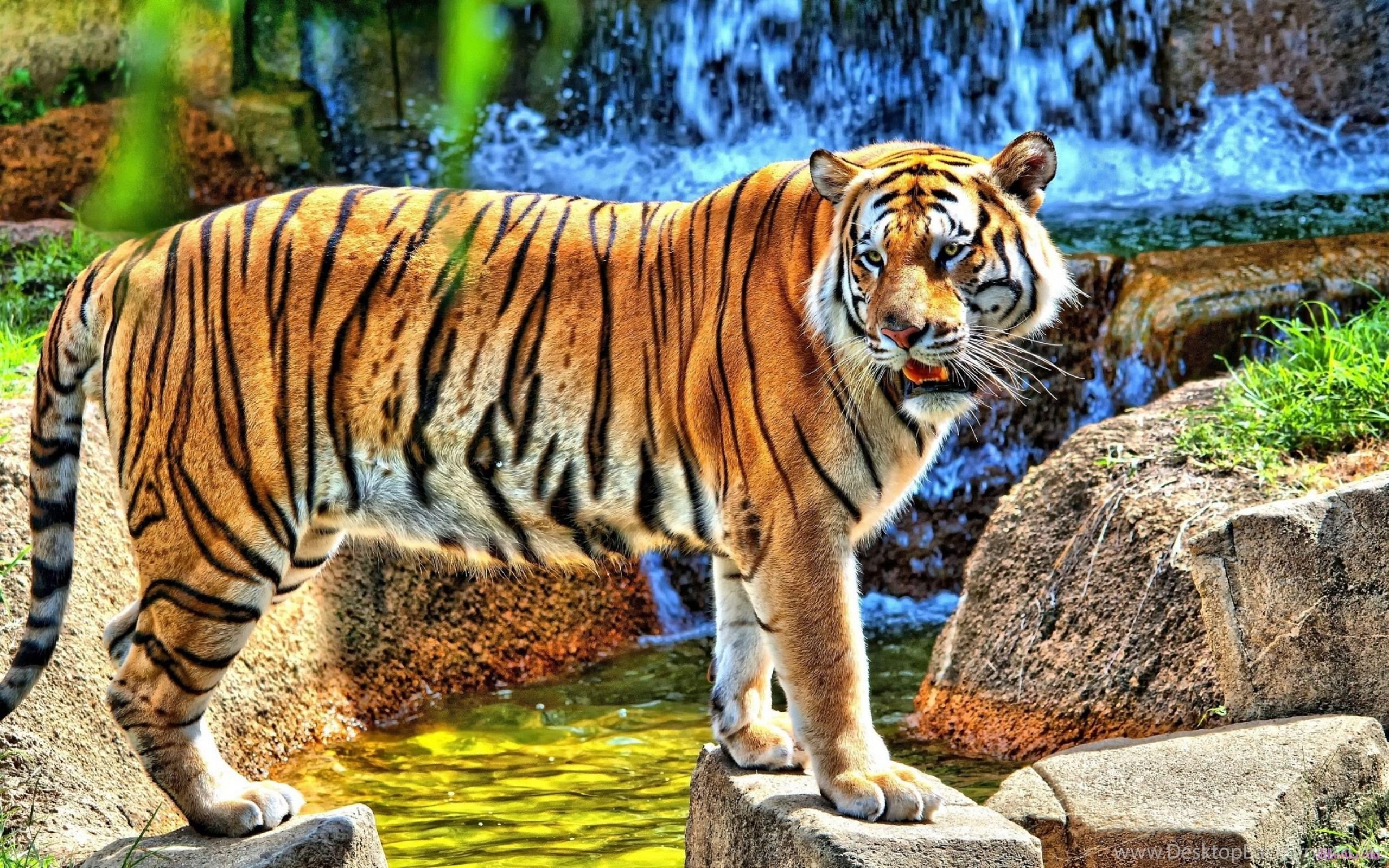 2560x1600 Tiger Full HD 1080p Wallpaper Desktop Background