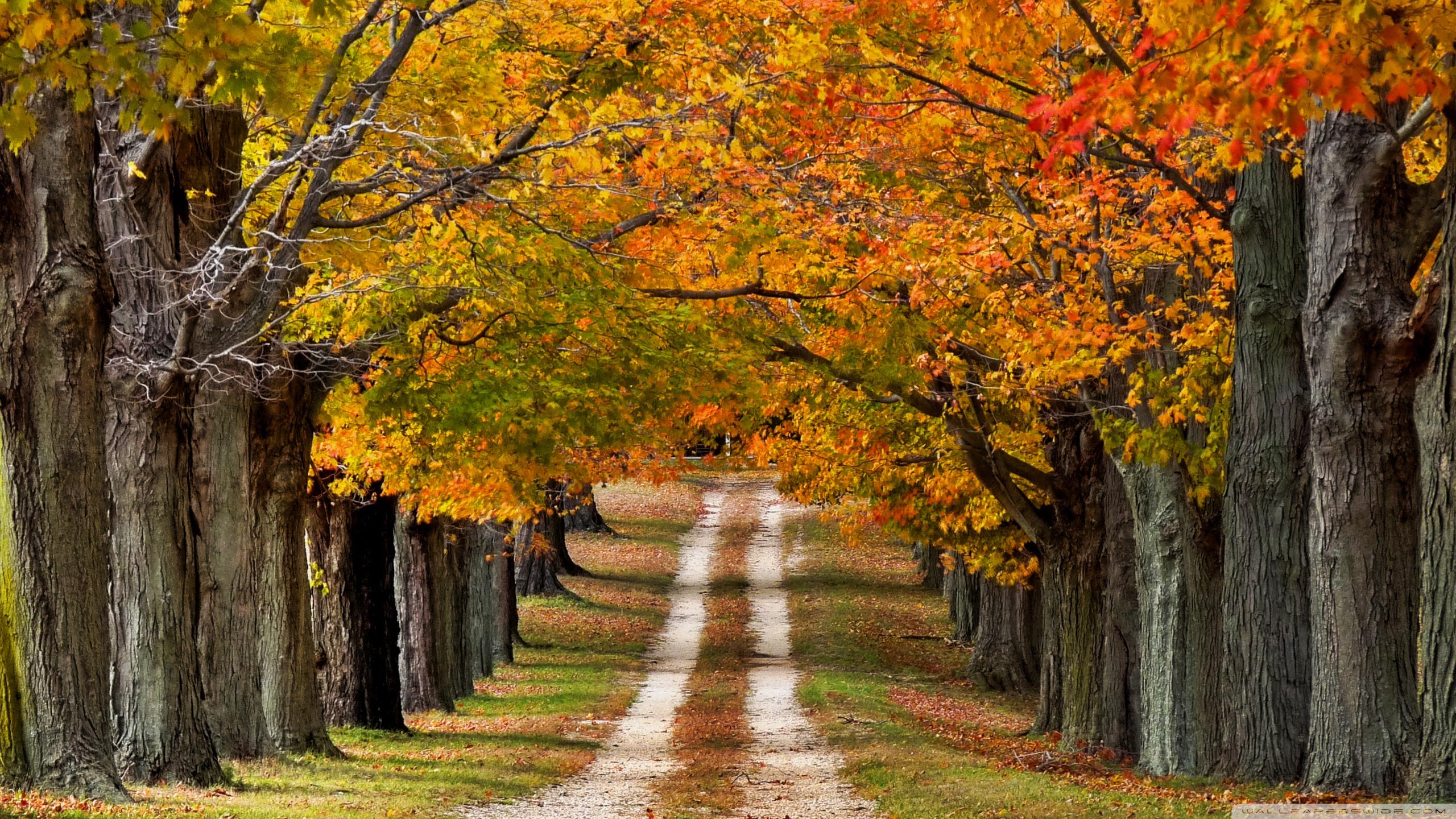 2560x1440 Beautiful Road Wallpaper