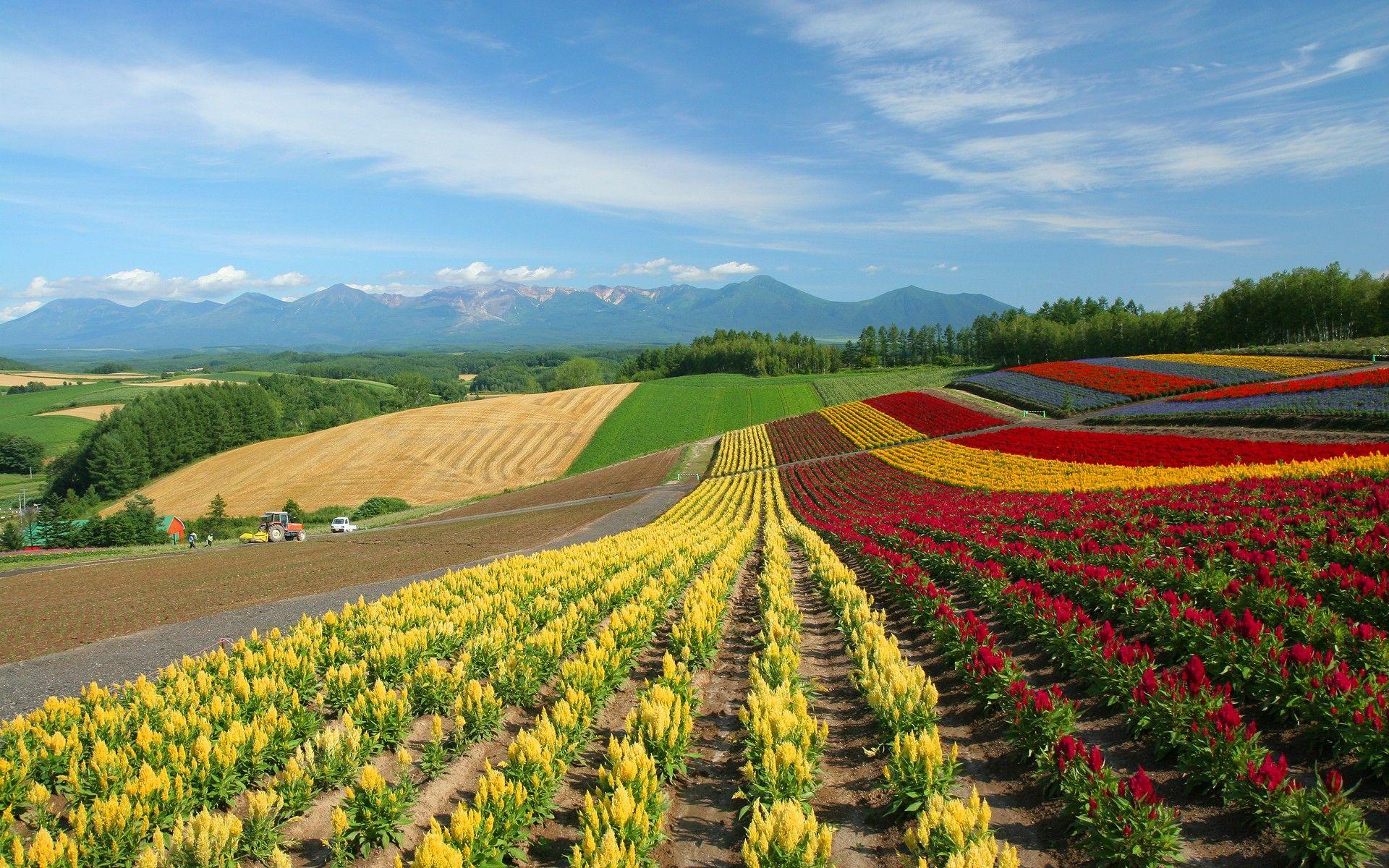 1920x1200 Japan Hokkaido Country Field. Landscape, Scenery, Landscape wallpaper
