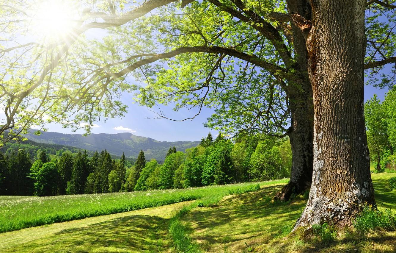 1332x850 Wallpaper forest, trees, landscape, beautiful, Beautiful landscape, country road image for desktop, section природа