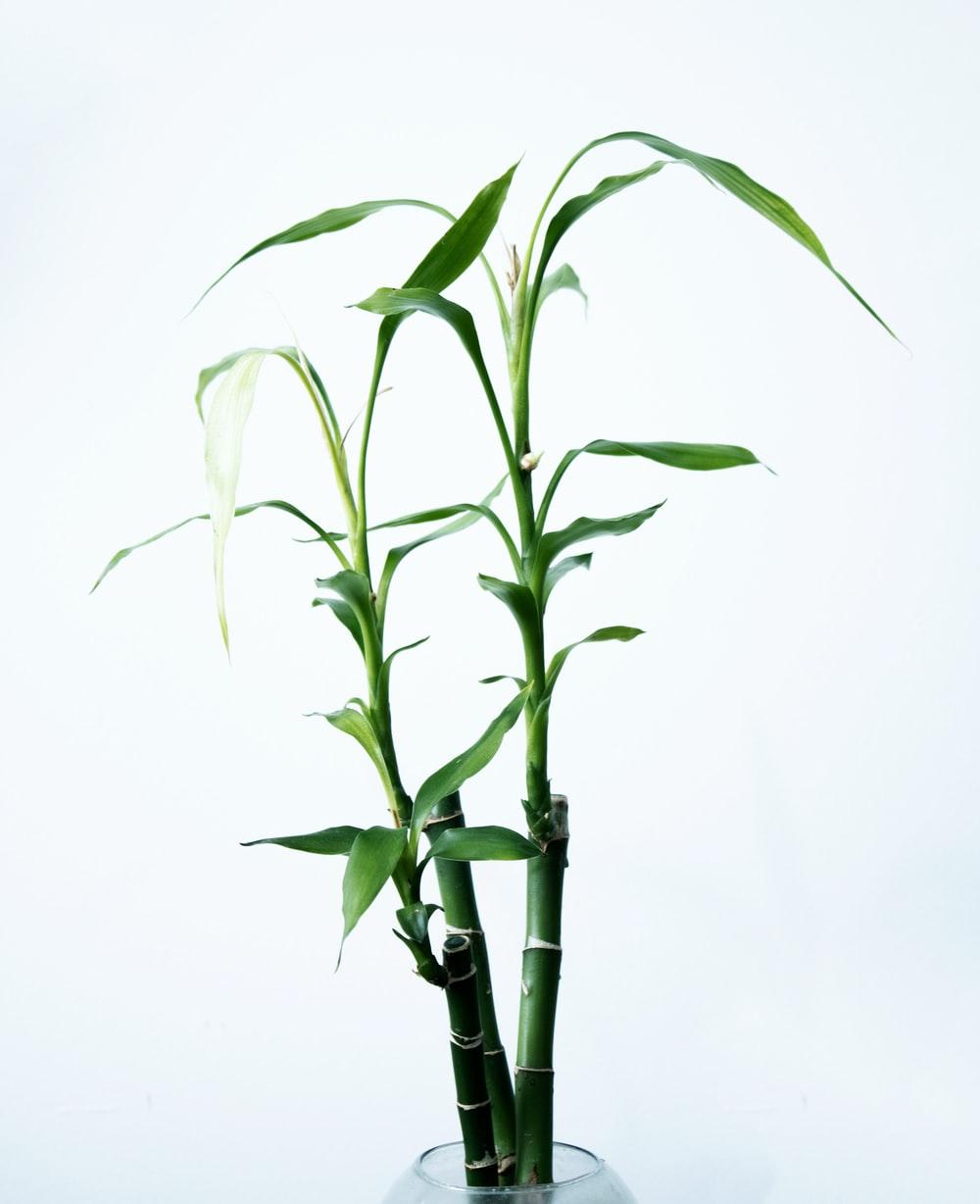 1000x1228 Lucky Bamboo Picture. Download Free Image