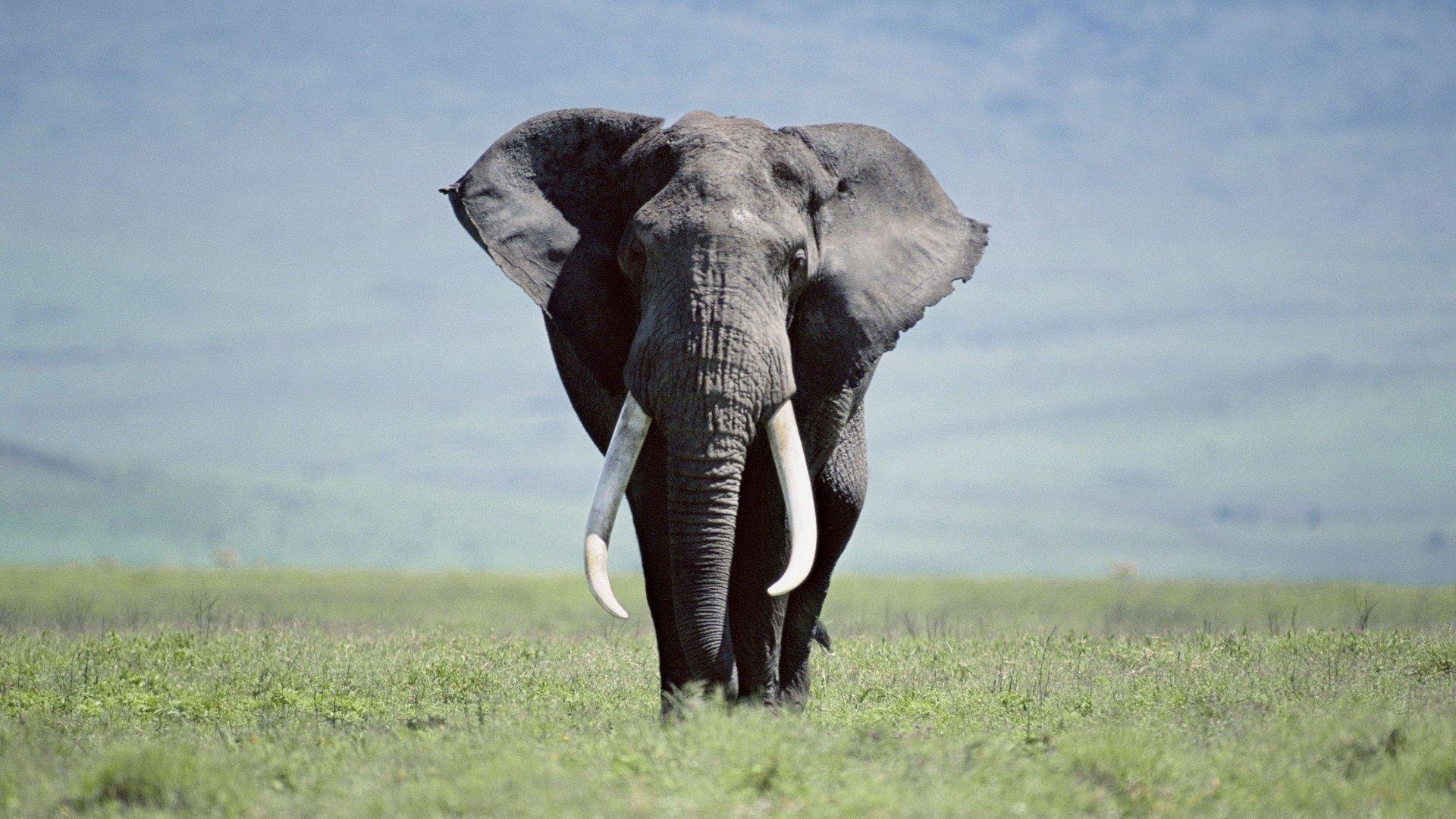 1920x1080 Elephant wallpaper 1920x1080 Full HD (1080p) desktop background