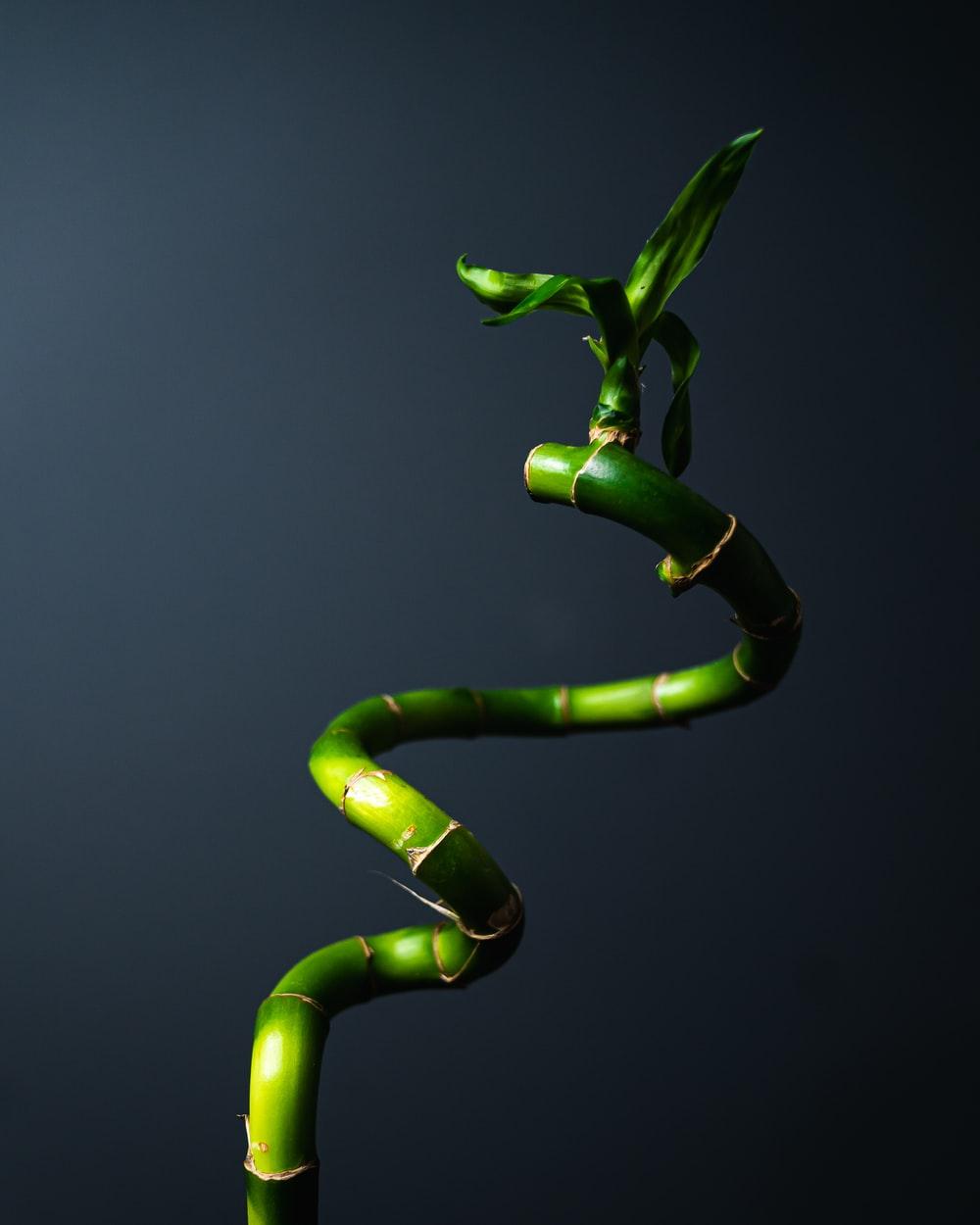 1000x1250 Lucky Bamboo Picture. Download Free Image