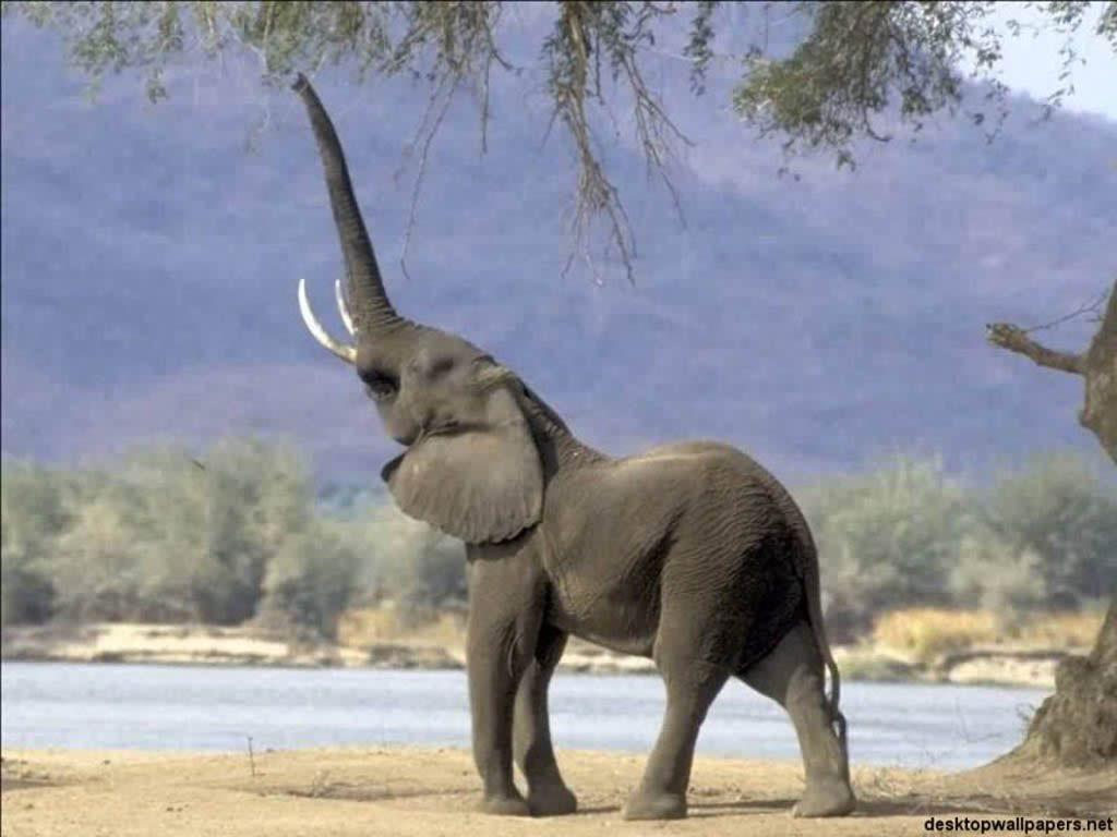 1024x768 free elephant picture. Free Desktop wallpaper downloads Animals collection of amazing. Wild animals picture, Wild animal wallpaper, Elephant picture