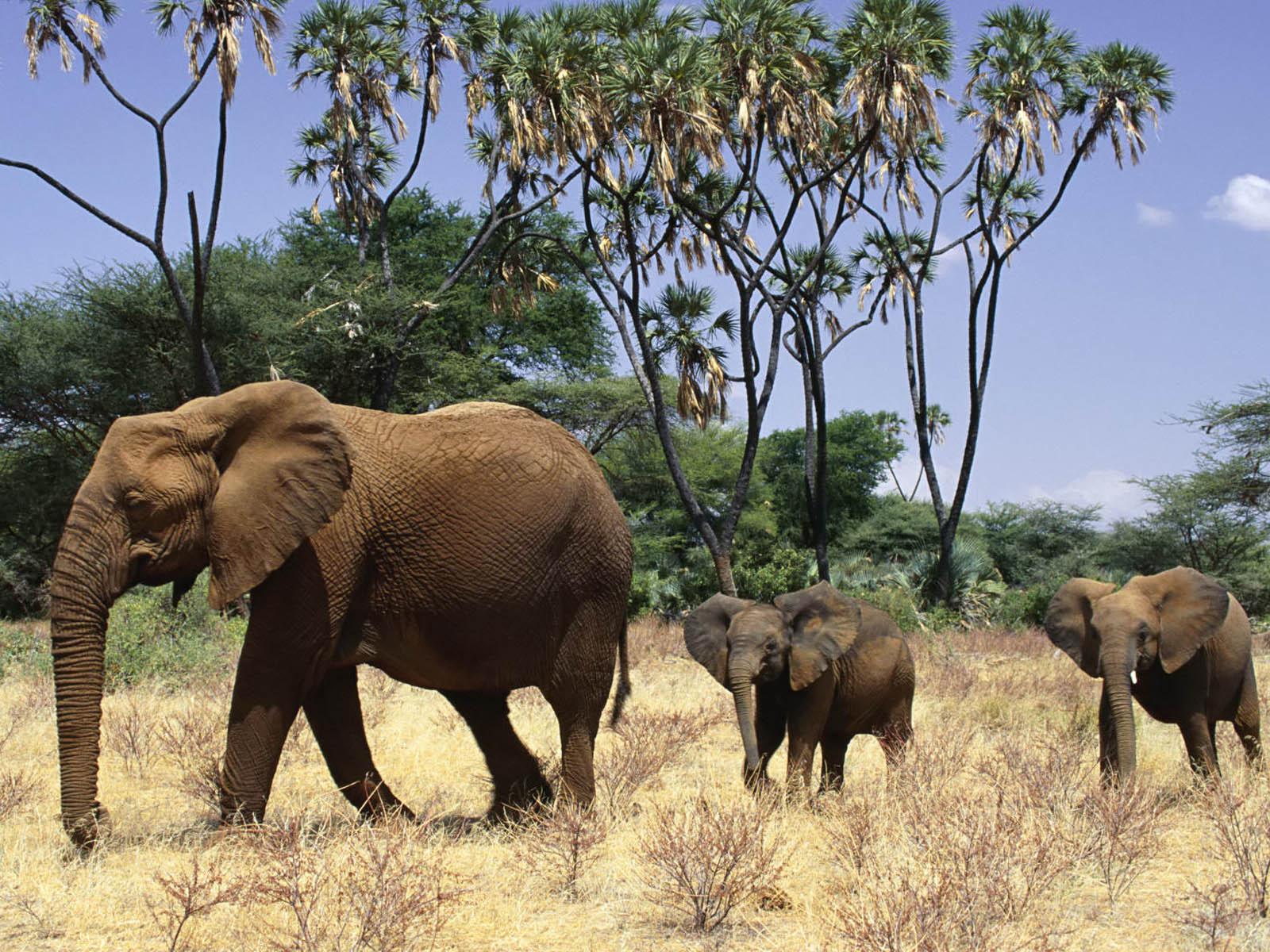 1600x1200 Elephant Wallpaper For Mac
