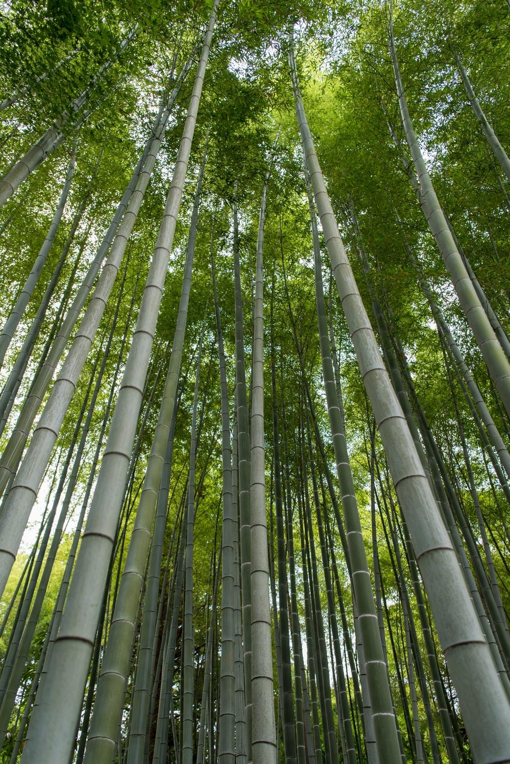 1000x1498 Lucky Bamboo Picture. Download Free Image