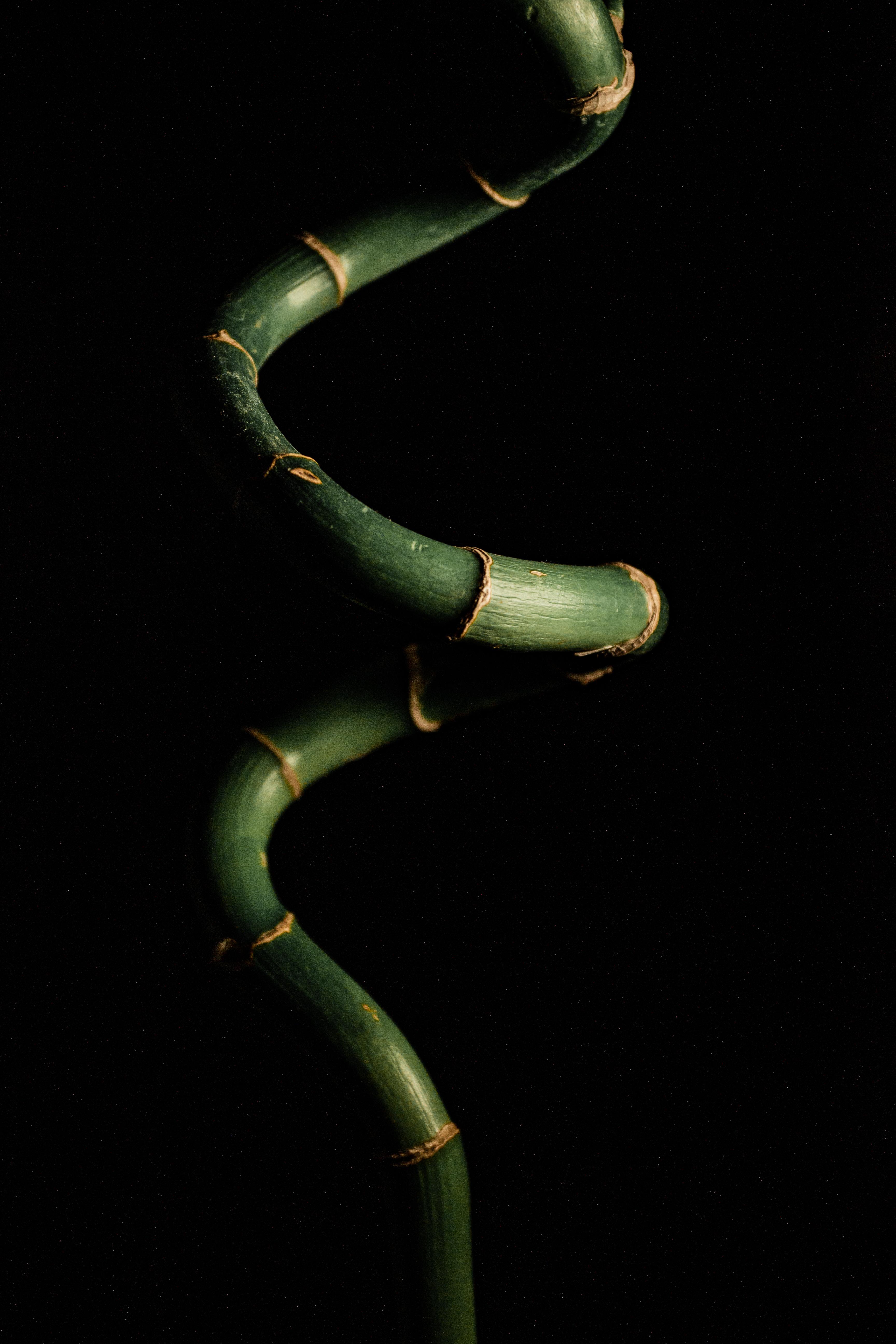 3456x5184 Close Up Photography Of Lucky Bamboo Plant · Free