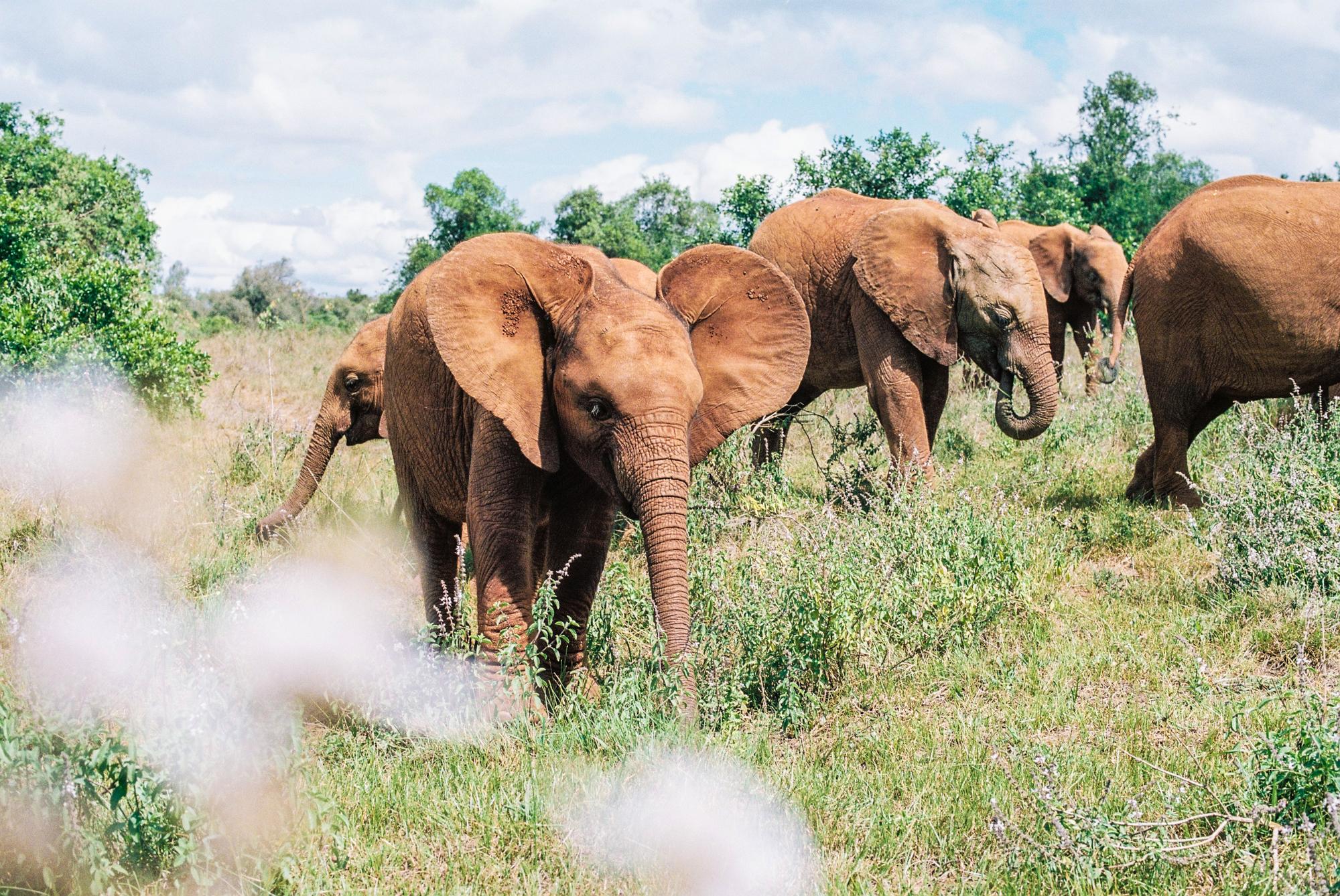 2000x1338 Elephant Orphanage