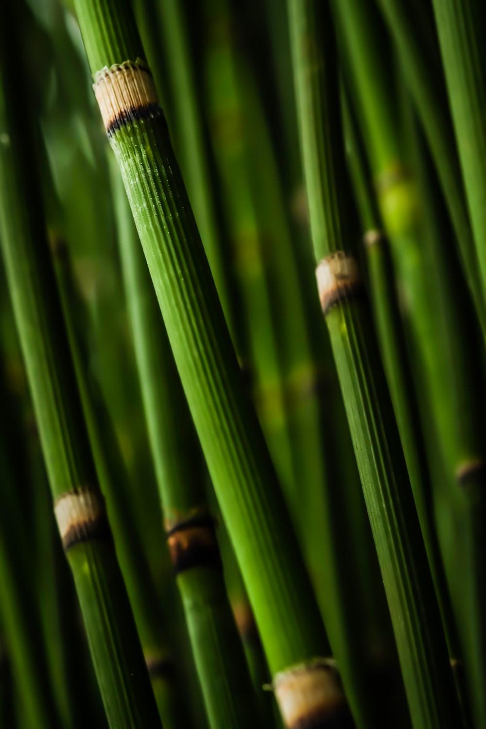 1000x1500 Bamboo Picture. Download Free Image