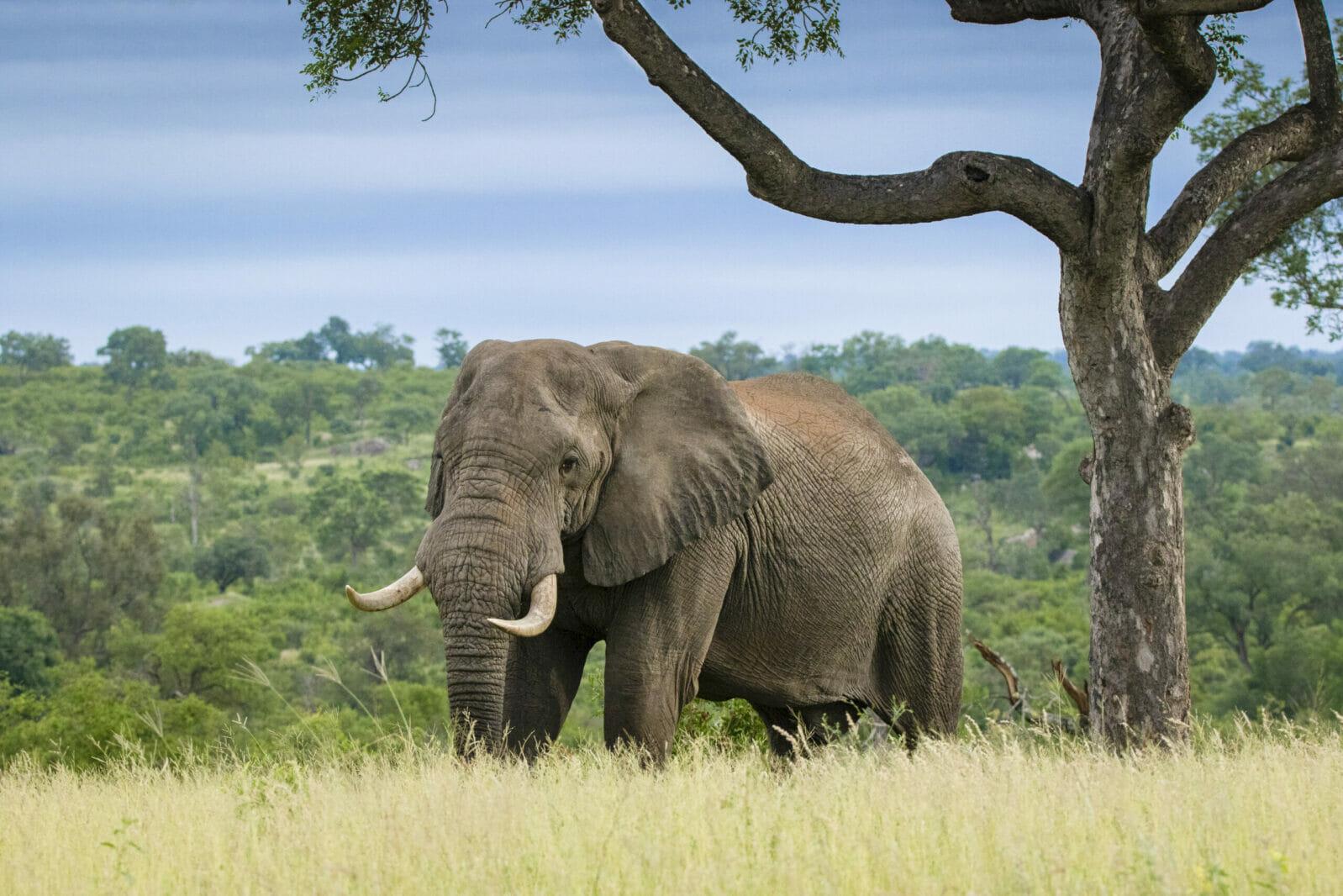 1598x1066 Sitting with an Elephant