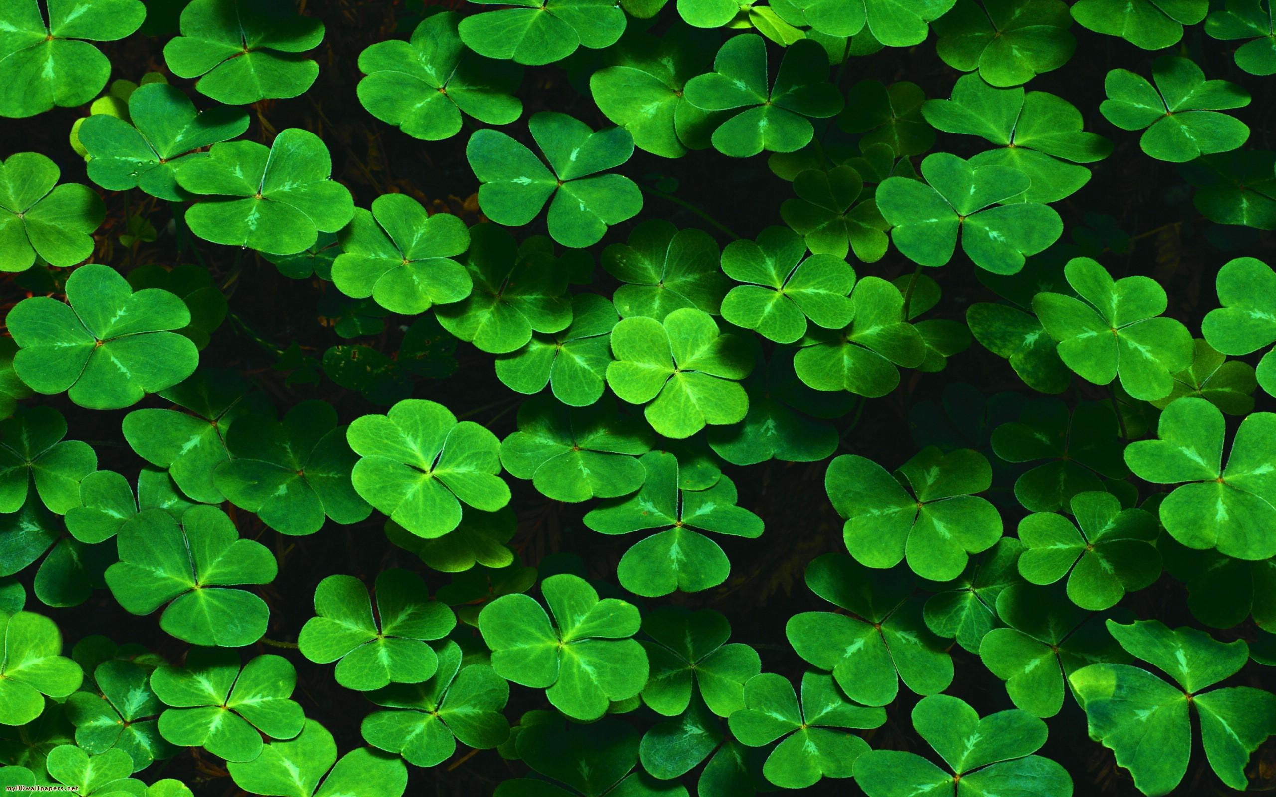 2560x1600 Free Lucky Wallpaper
